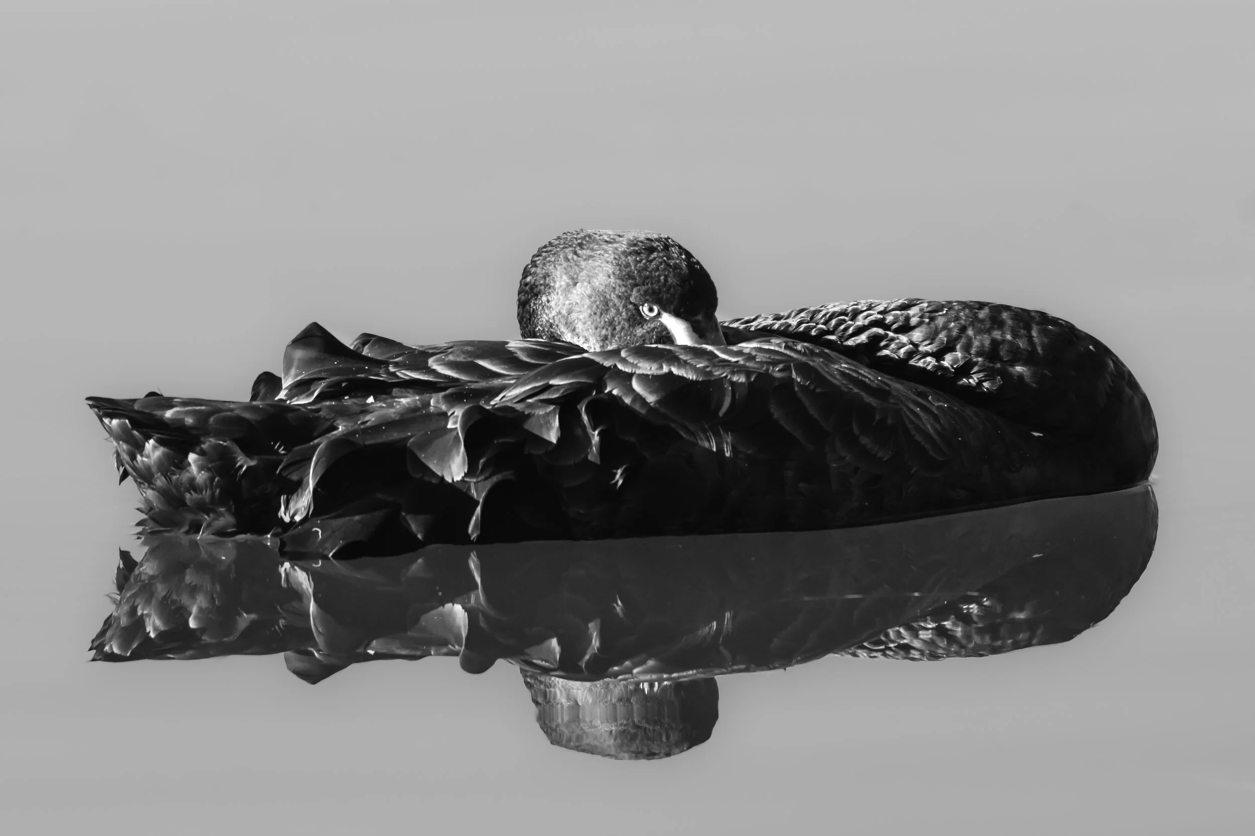 Black Swan on glass water- Lake Joonderlup, Western Australia