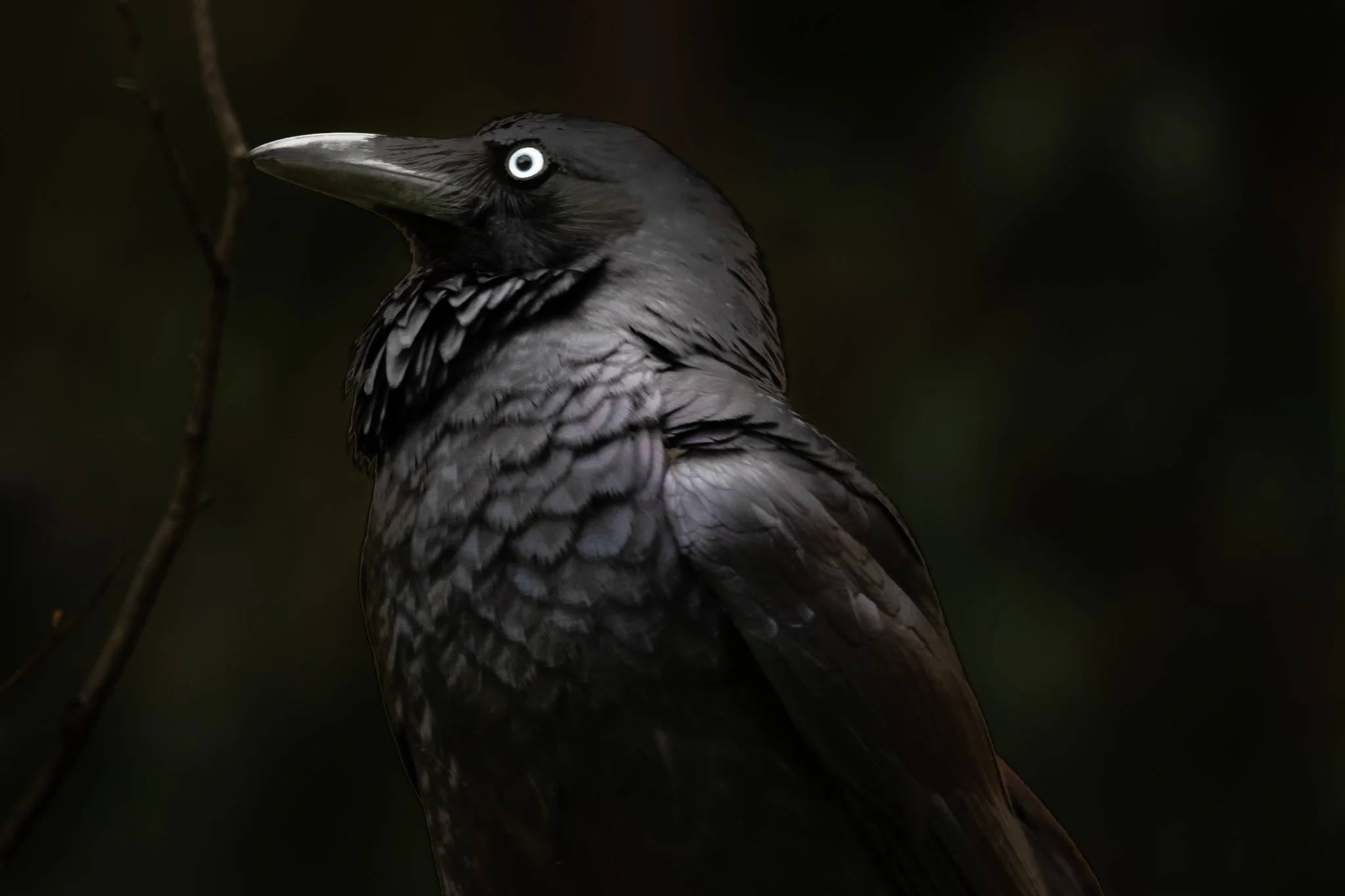 Australian Raven-7286.jpg