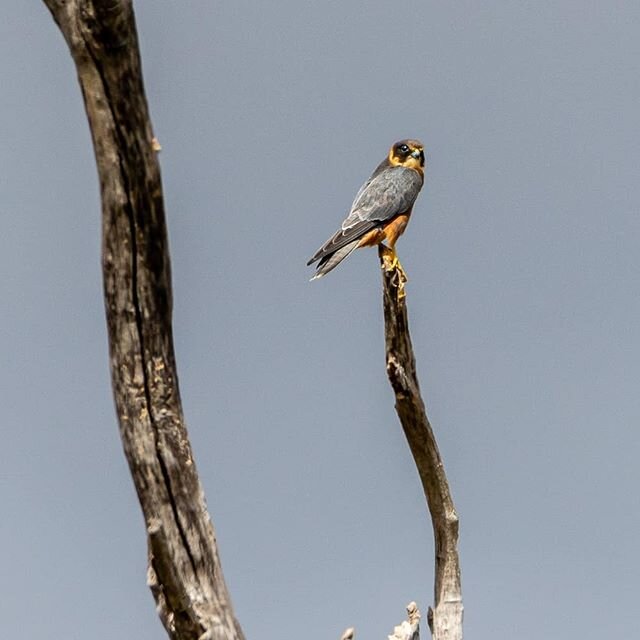 So Sunday I worked on my social distancing while hopefully making some images. 
I took the new truck out for her maiden off-road drive into Gnangara Pines and come across a few Beauties. First was a gorgeous Little Falcon (Australian Hobby) at the ve