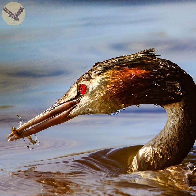 A shot from the weeks leading up to covid-19 lock down. 
An adult Great Crested Grebe pops up from an under water diver with a snack.