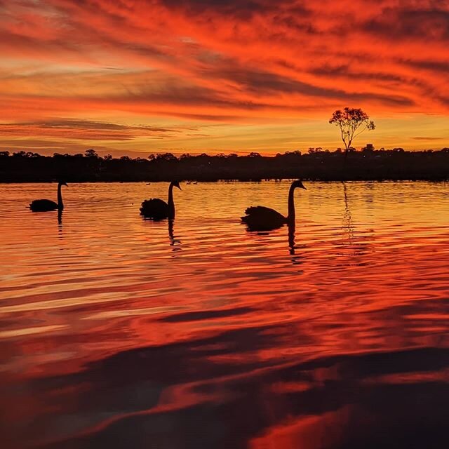 What a gorgeous sunset last night. Such an amazing way to wrap up the hump day shoot. 
3 Black Swans take a little stroll on the lake in the last few minutes of light  #australianbird #birds_private #birds_private #pocket_birds #birdbrilliance #wildo