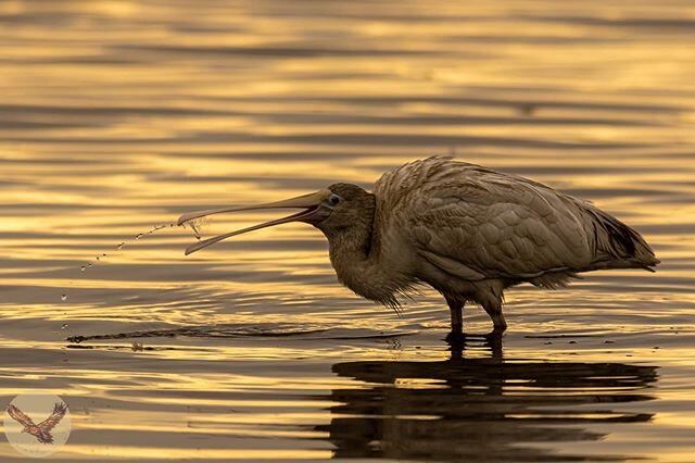 A Spoonbill feeding in the shallow waters of Herdsman Lake just after sunrise. 
#ttmpperth #yellowbilledspoonbill #herdsmanlake #waterbirds  #australianbird #birds_private #birds_private #pocket_birds #birdbrilliance #wildoz #thebirdingsquad #birdsan