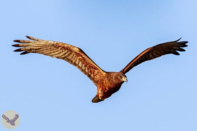 This image is over two years in the making. 
It's not every time I go out shooting that I'm specifically chasing Swamp Harriers, but i have spent a lot of time in the field trying to make an image to this standard of quality. 
I have been close a few