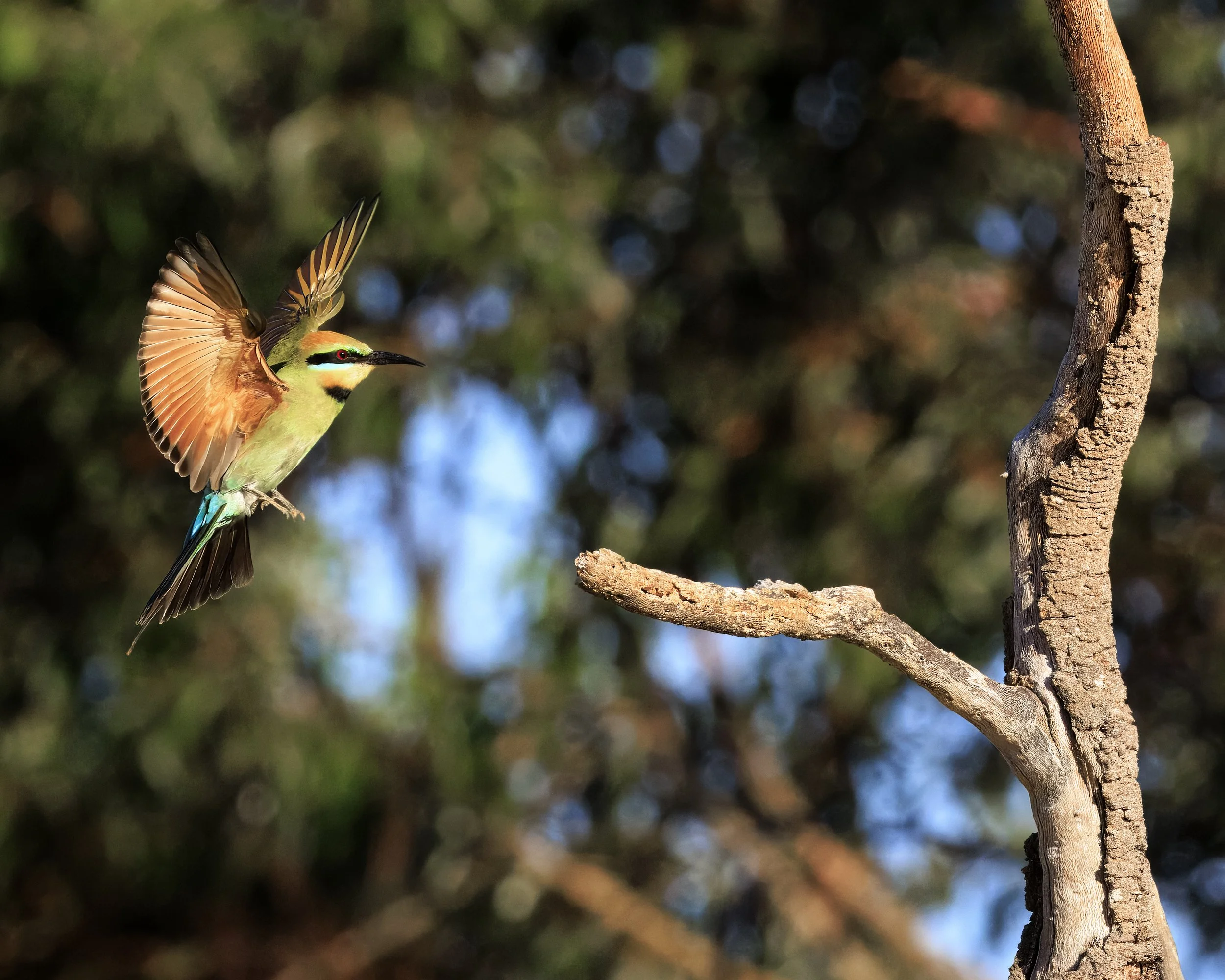 Rainbow Bee-Eater comes into land. Koondoola Reserve, Western Australia