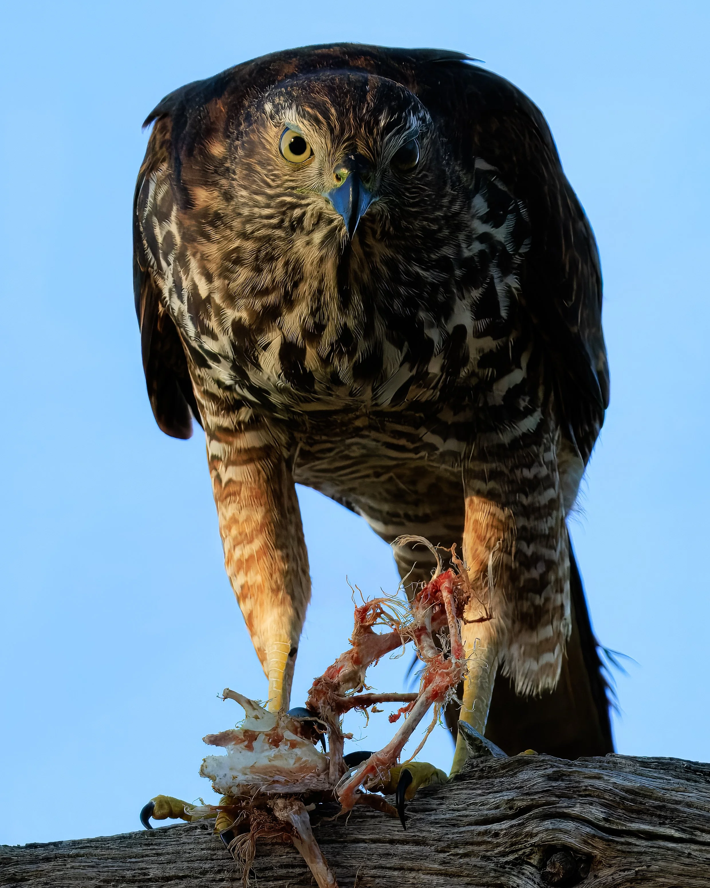 Juvenile Brown Goshawk with meal- Perth, Western Australia
