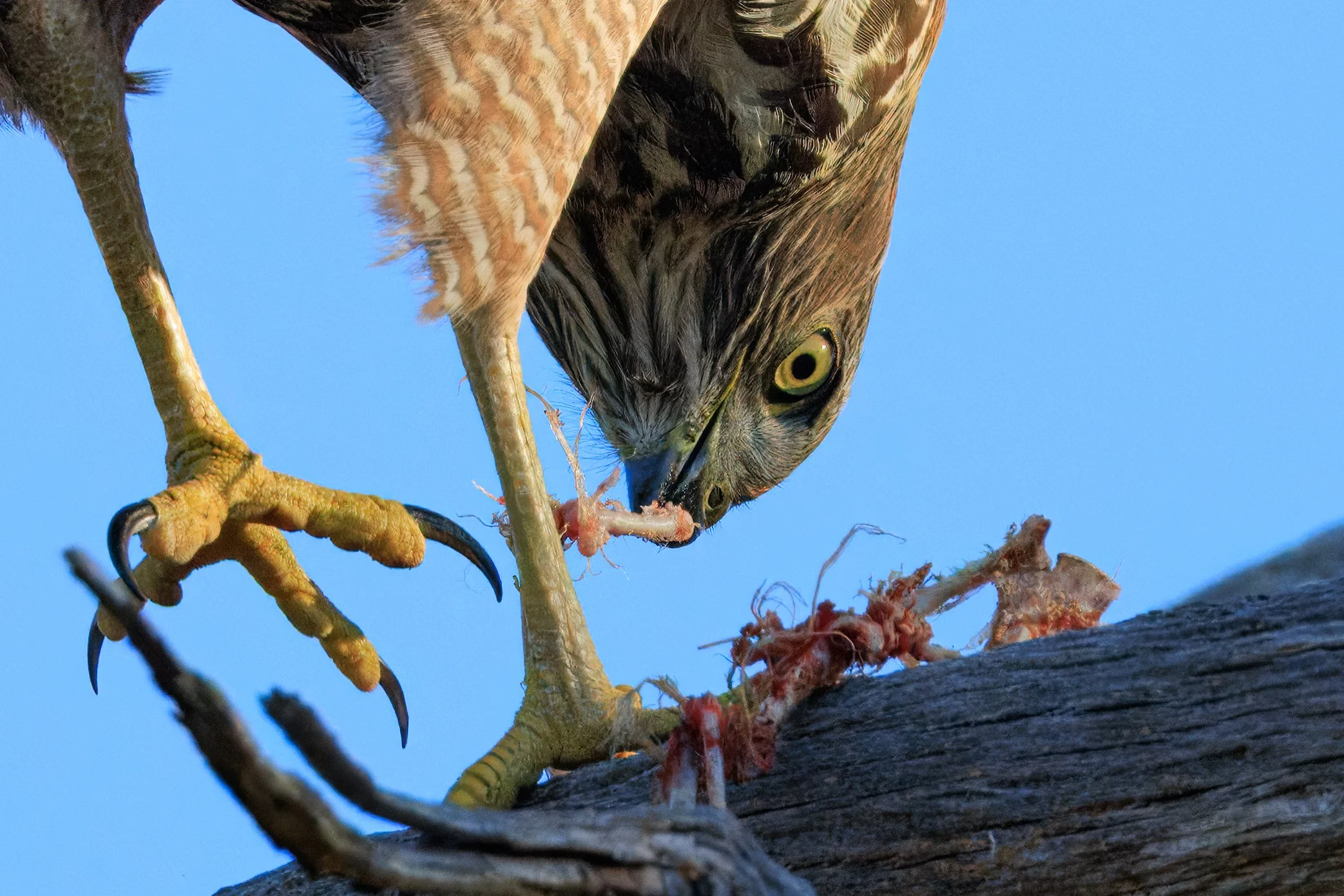 Juvenile Brown Goshawk Feeding- Perth Western Australia