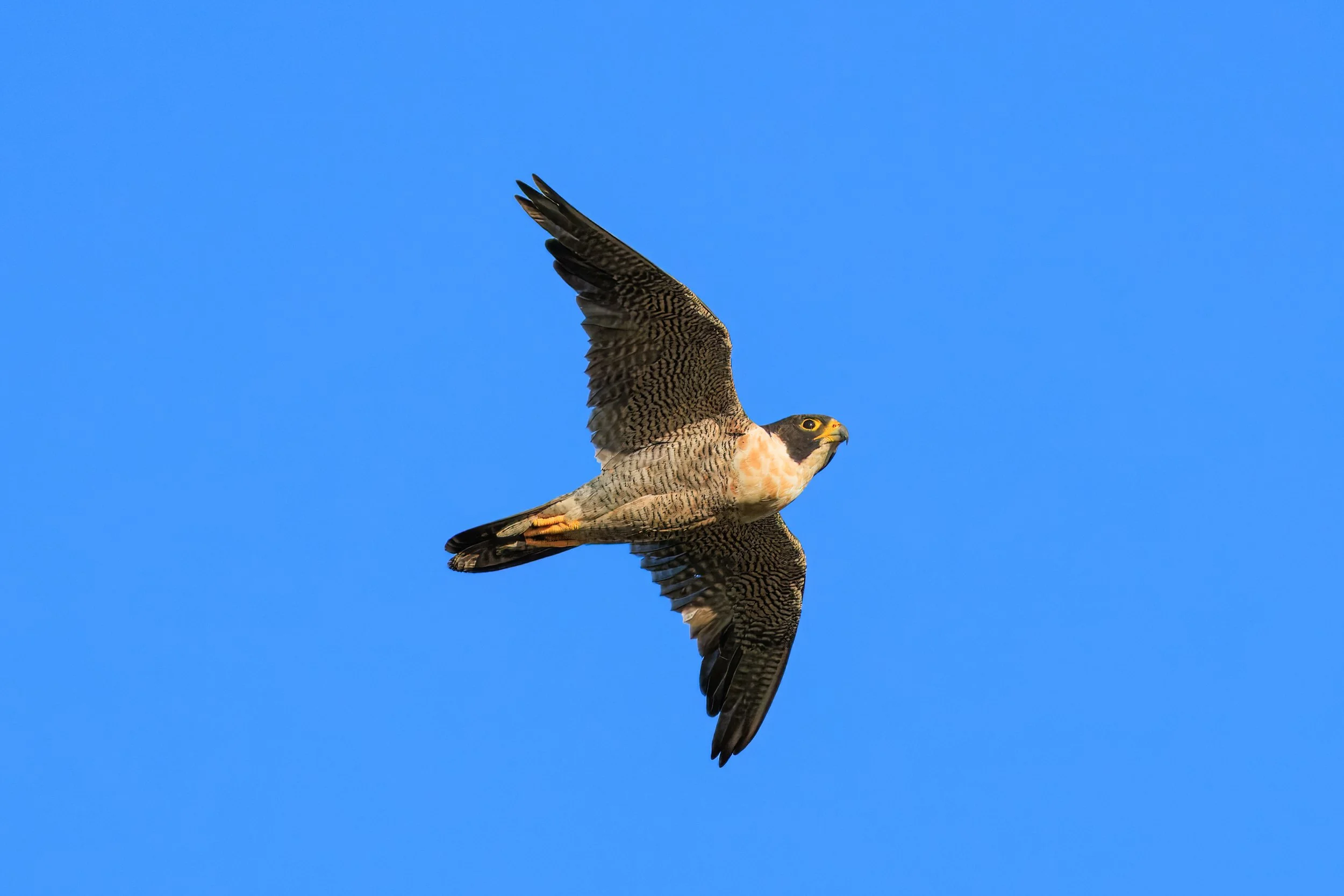 Peregrine Falcon in flight- Perth, Western Australia