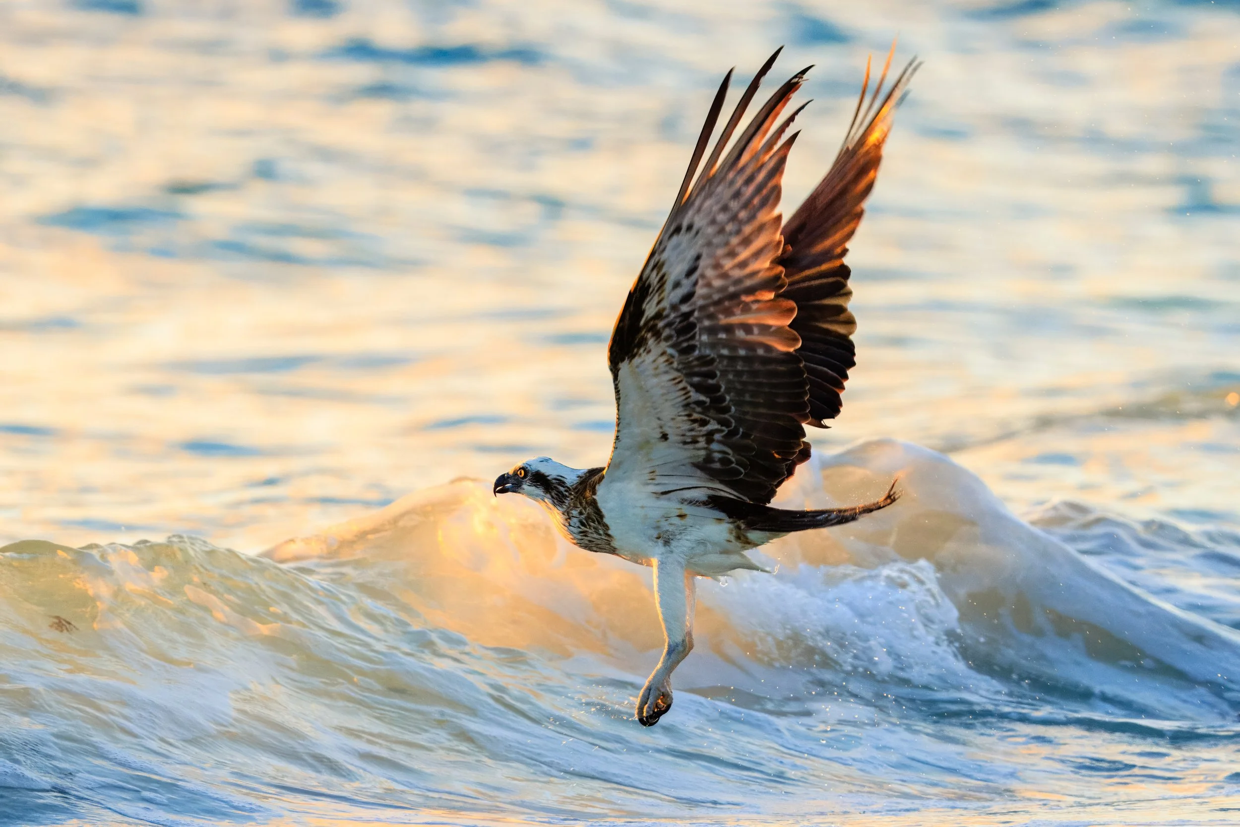 Female Eastern Osprey at sunset- Whitfords, Western Australia