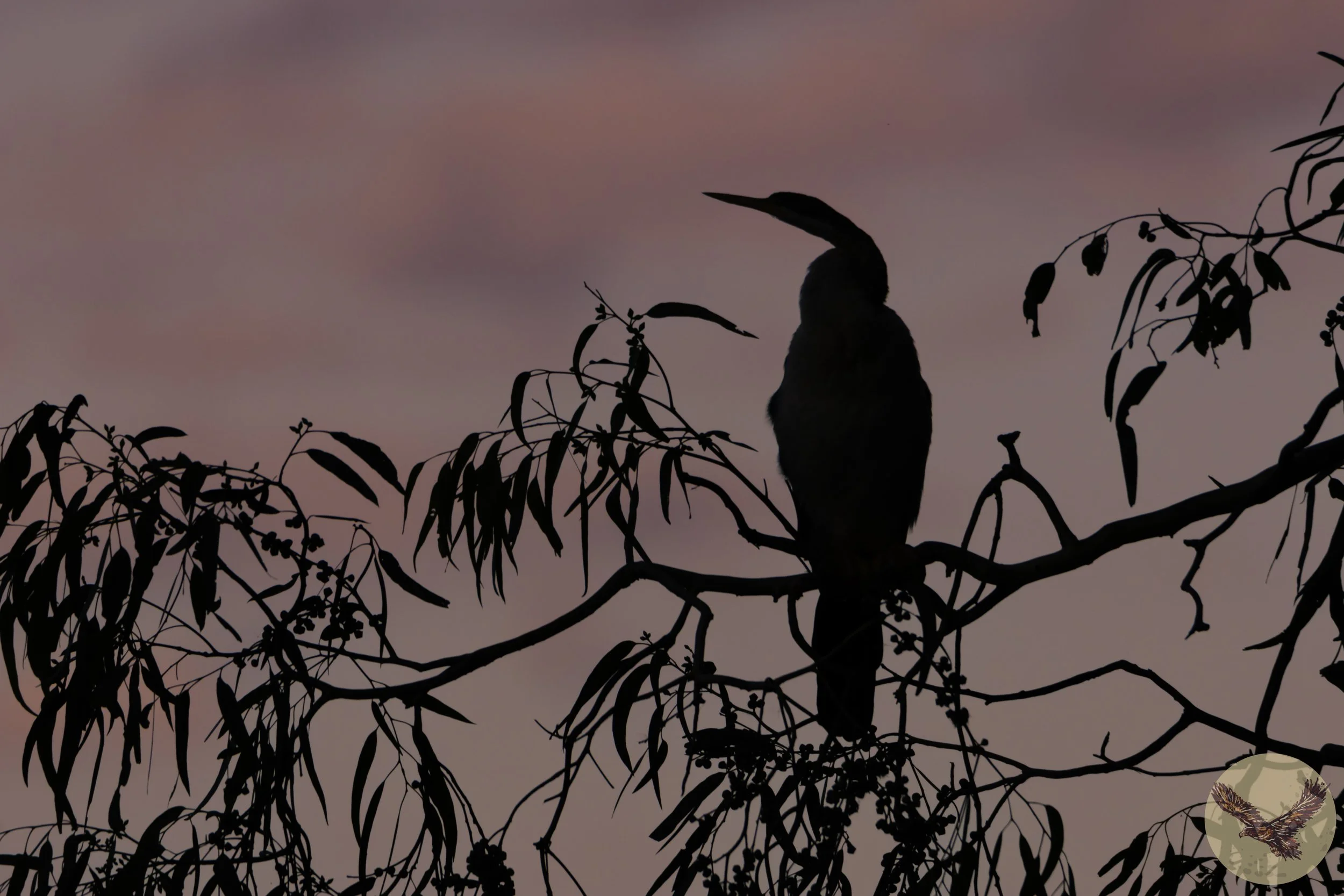 Australasian Darter after sunset- Herdsman lake, Western Australia