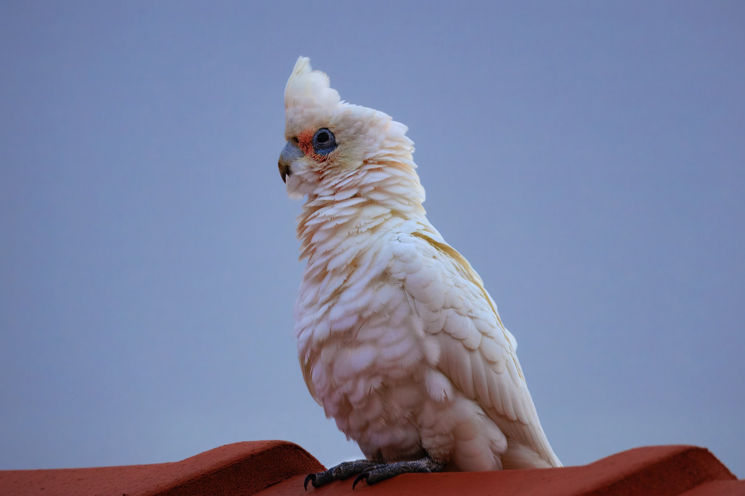 Little Corella- Alexander Heights, Western Australia