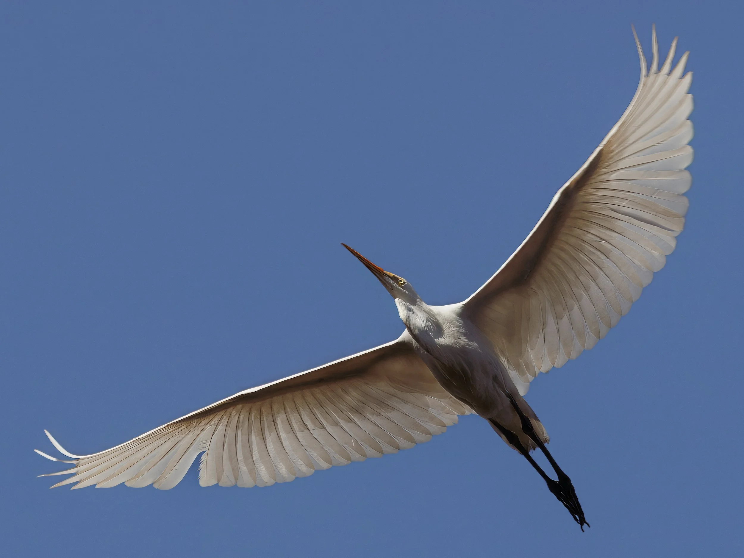 Great Egret- Herdsman Lake, Western Australia