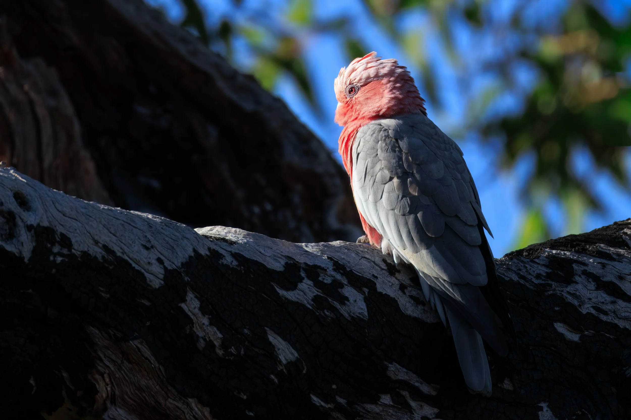 Female Pink & Grey Galah- Koondoola Reserve, Western Australia