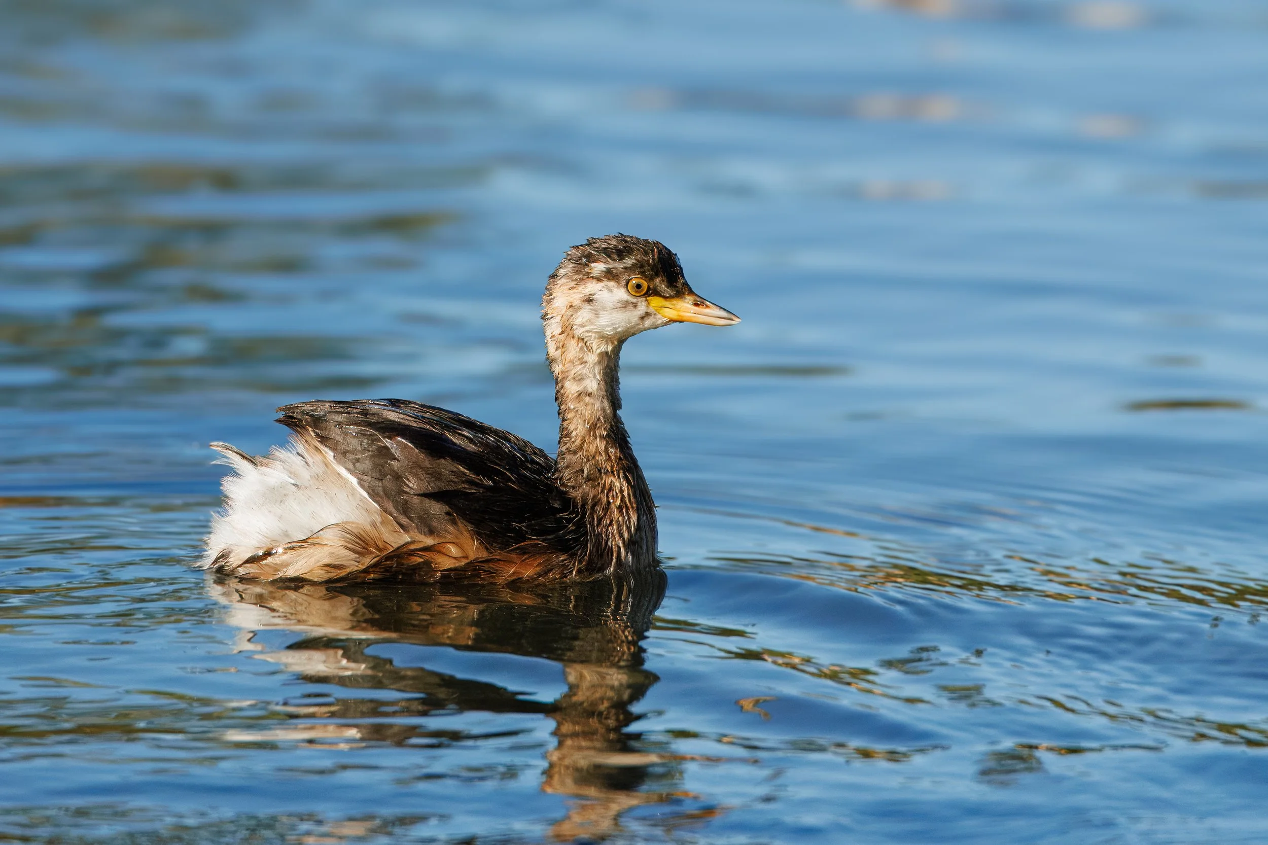 Australasian Grebe- Herdsman Lake, Western Australia