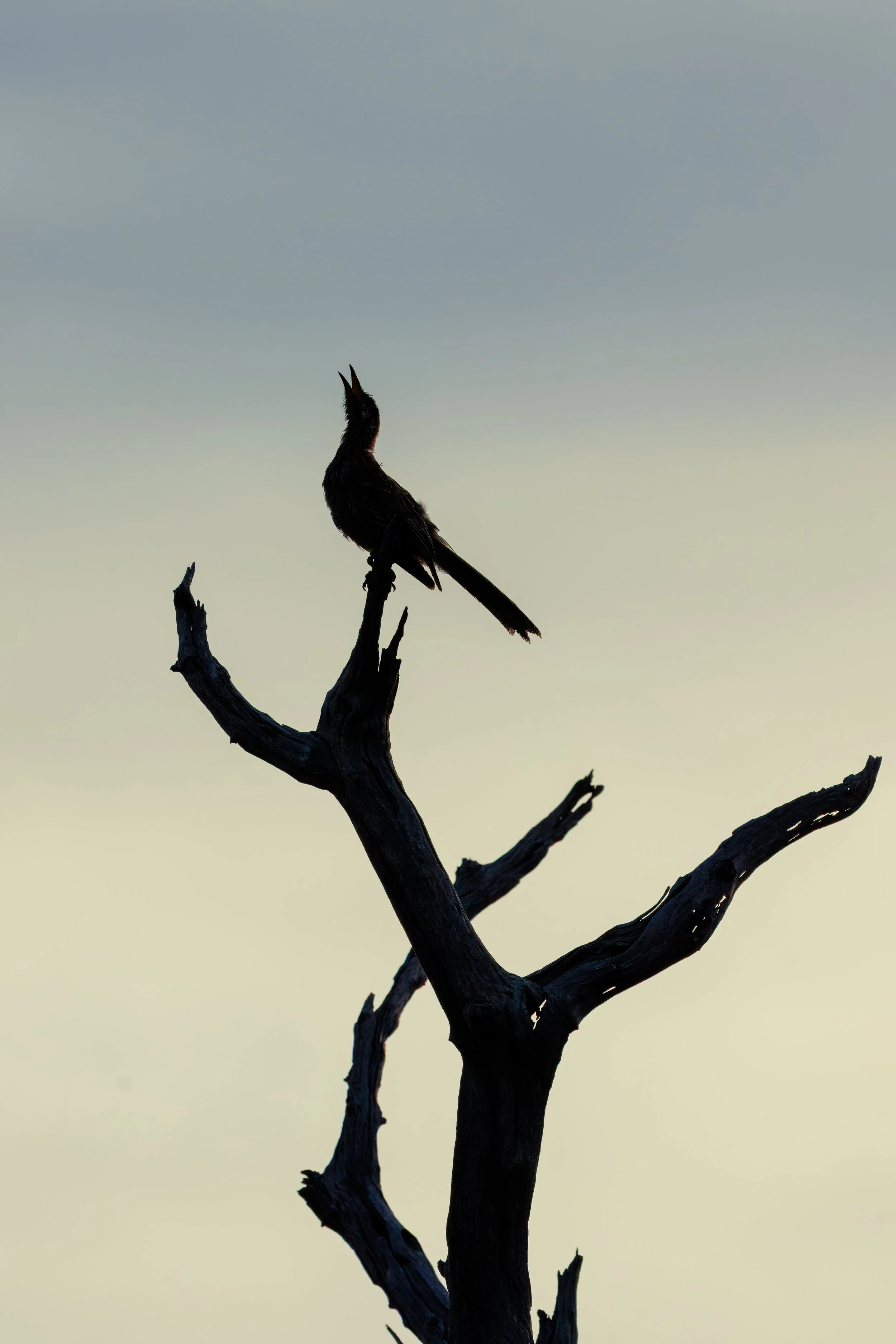 Barking Wattle Bird- Koondoola Reserve, Western Australia