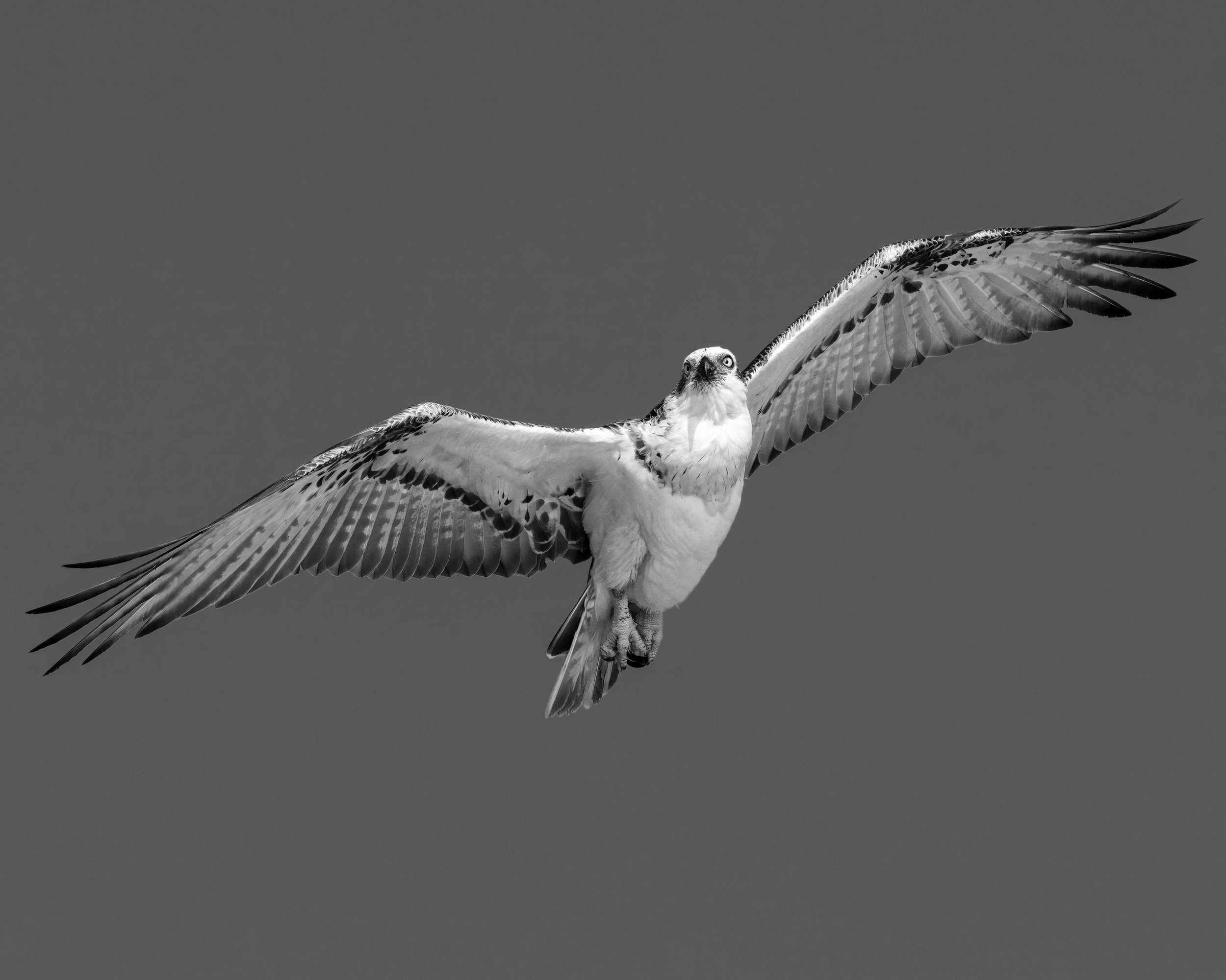 Male Eastern Osprey In Flight- Hillarys Western Australia