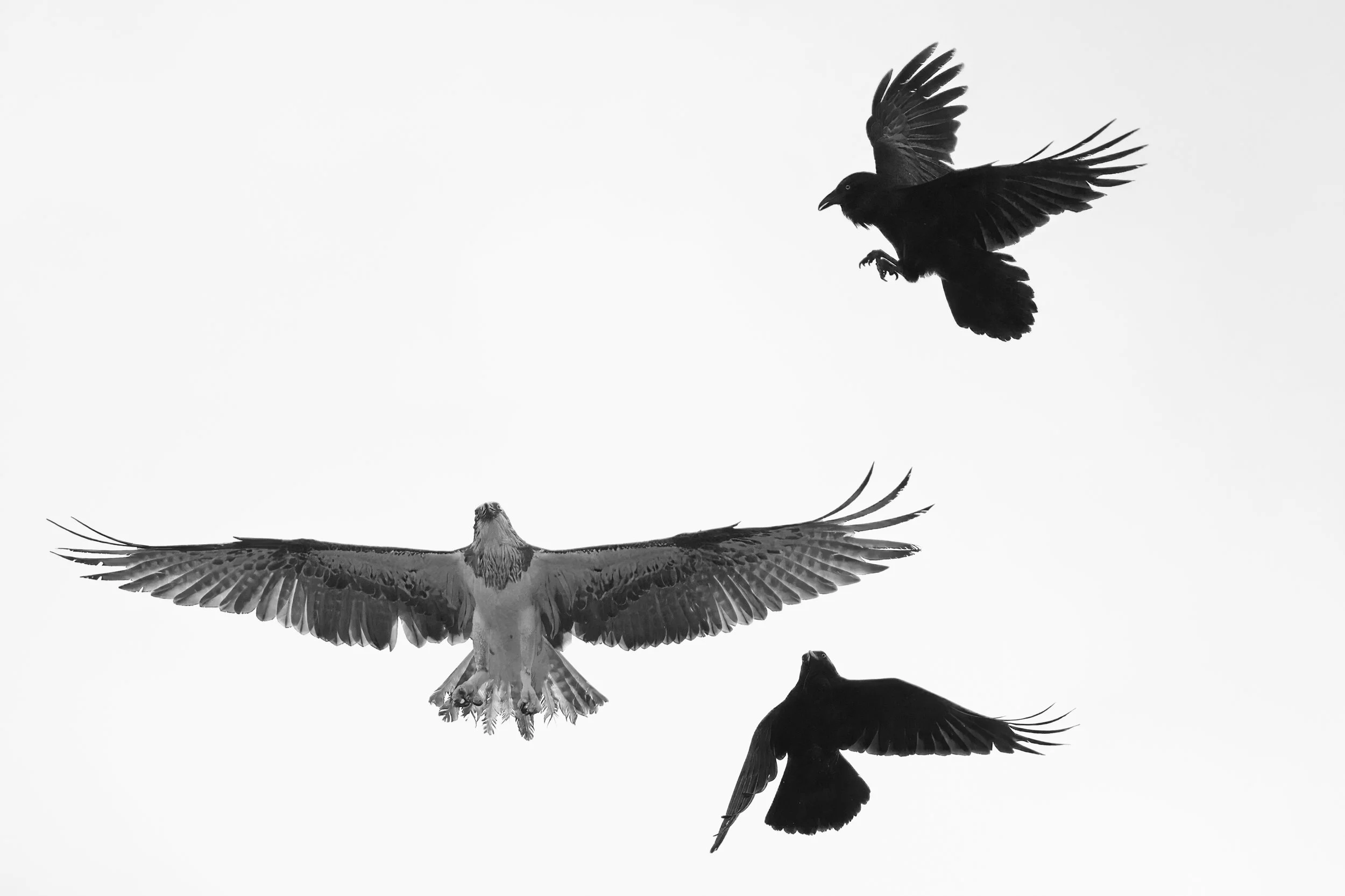 Raven's Chase An Eastern Osprey- Hillarys, Western Australia
