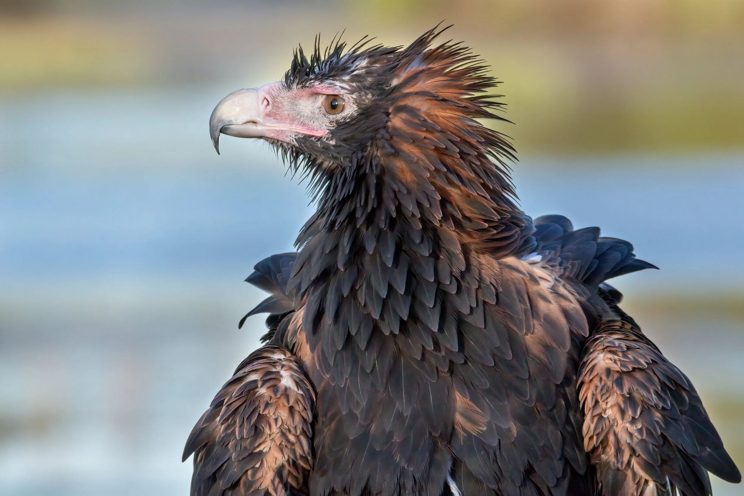 Wedged-tail Eagle, Western Australia