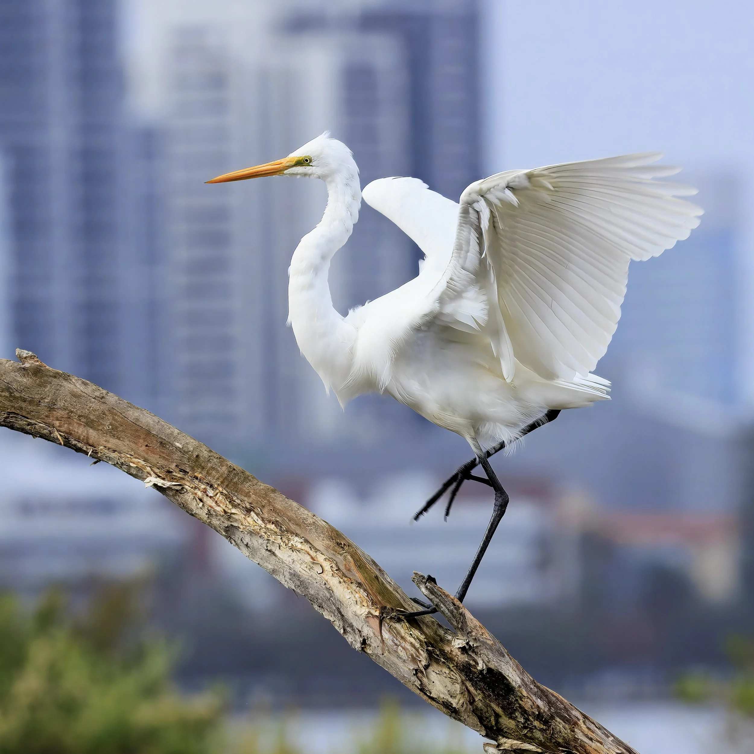 Little Egret In Front Of The City- Perth, Western Australia