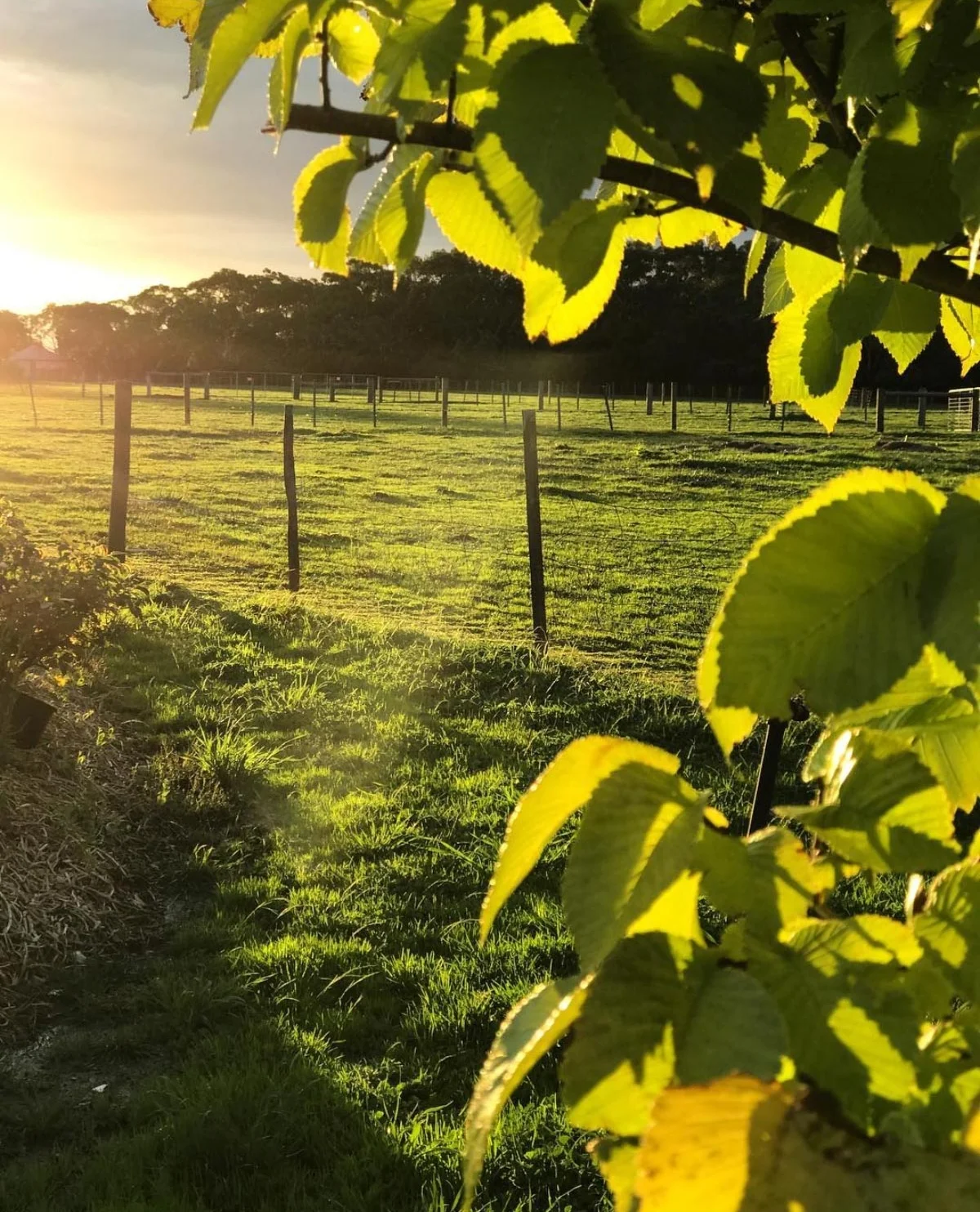 Freshwater Creek Cottages - Farmstay accomodation Victoria_.jpg