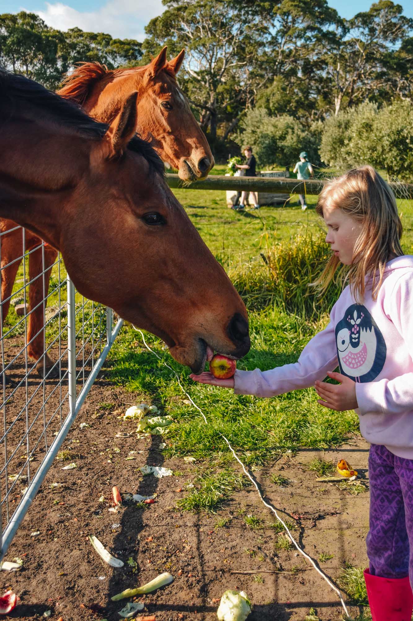 Freshwater Creek Cottages - Kids Farm Tours - Kids Parties - Surf Coast - Torquay - Geelong-52.jpg