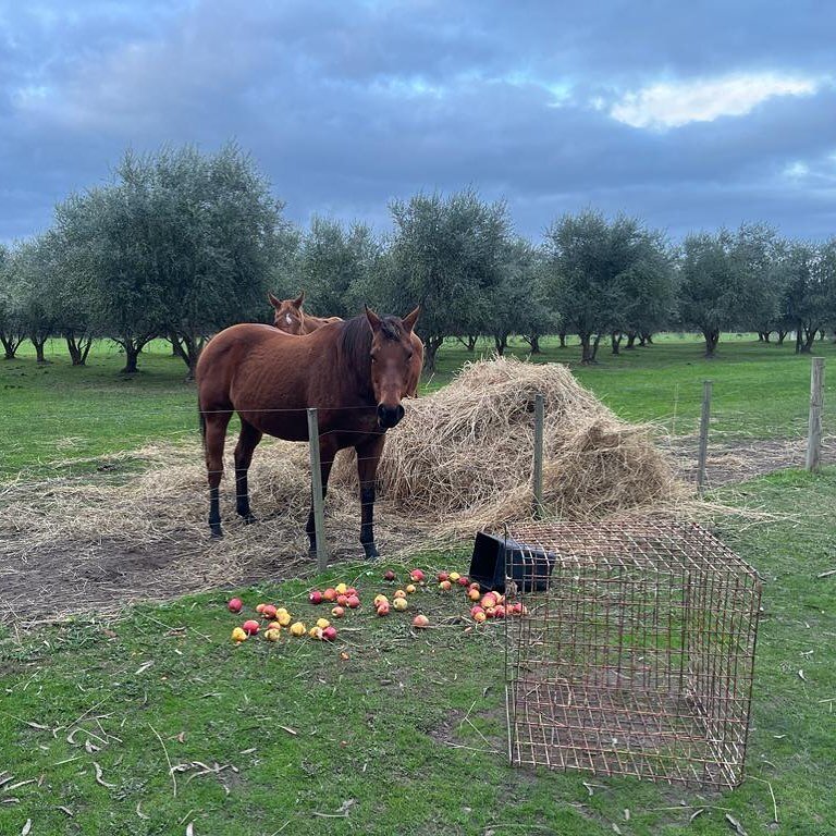 Pixie clearly didn&rsquo;t want to wait to be hand fed today&hellip;she&rsquo;s opted for self service instead! Where there&rsquo;s a will there&rsquo;s a way with this little lady! 😂 

And then there&rsquo;s our lovely old Hugo patiently waiting in