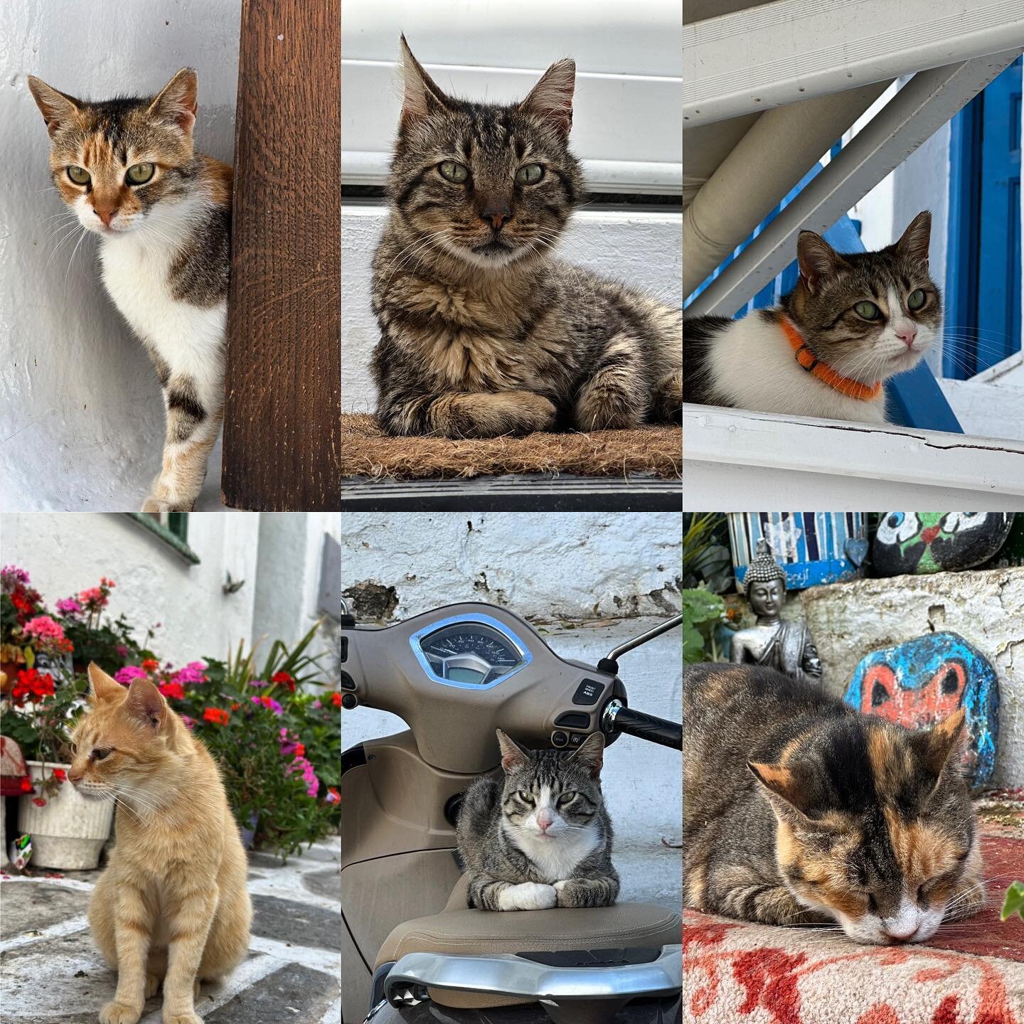 Cats of Mykonos... They are literally everywhere... Reminds us very much of home where we've have had a commune of cats living in the shed. Whilst we've been away, Farmer Dave and Annaleis, along with GAWS in Geelong, have been catching, sterilising 
