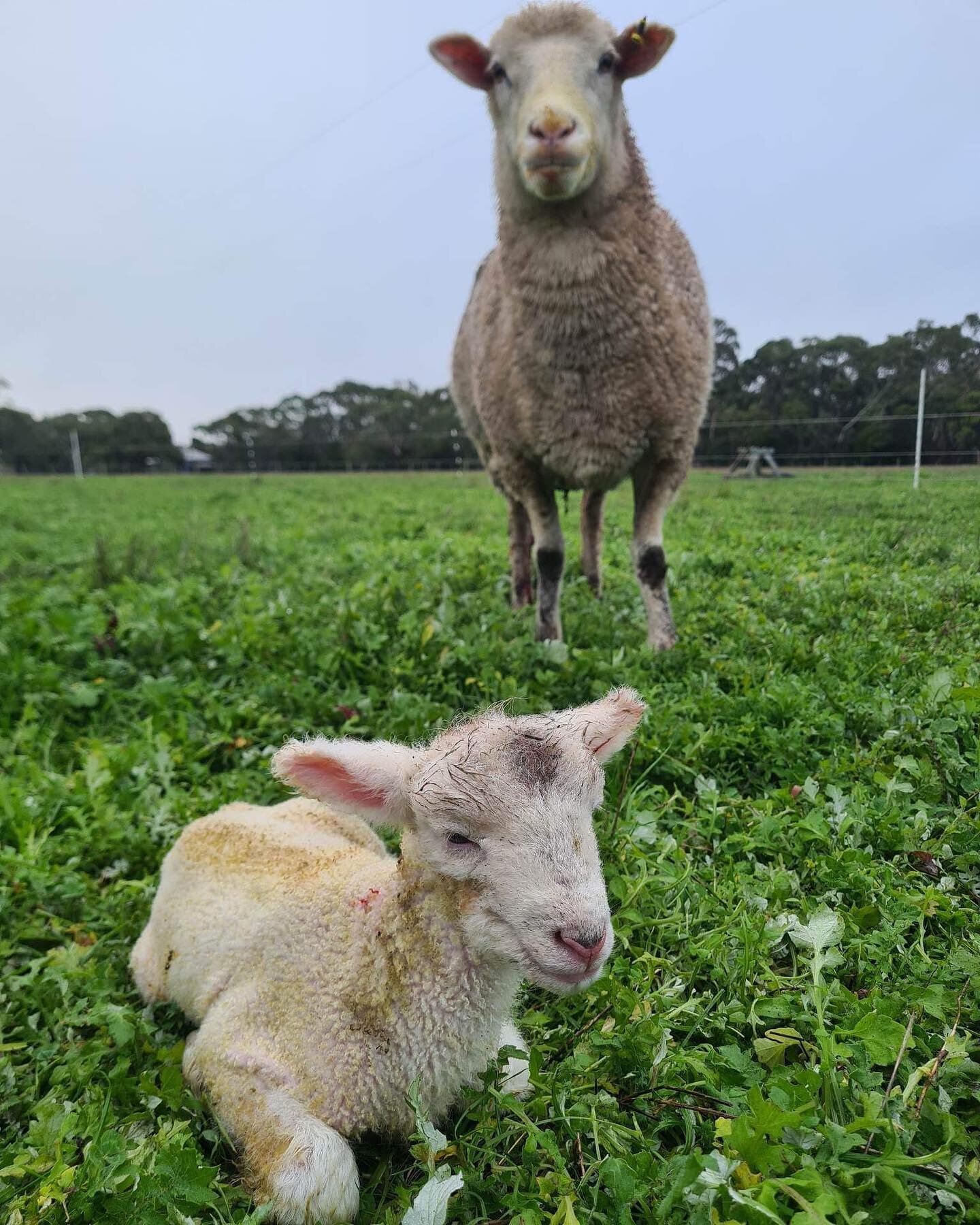***** BIRTH ANNOUNCEMENT *****

This morning we welcomed the first baby lamb of the season! Farmer Dave managed to snap this very sweet picture of mum and bubs in the paddock. Guests staying this weekend may be lucky enough to witness another birth o