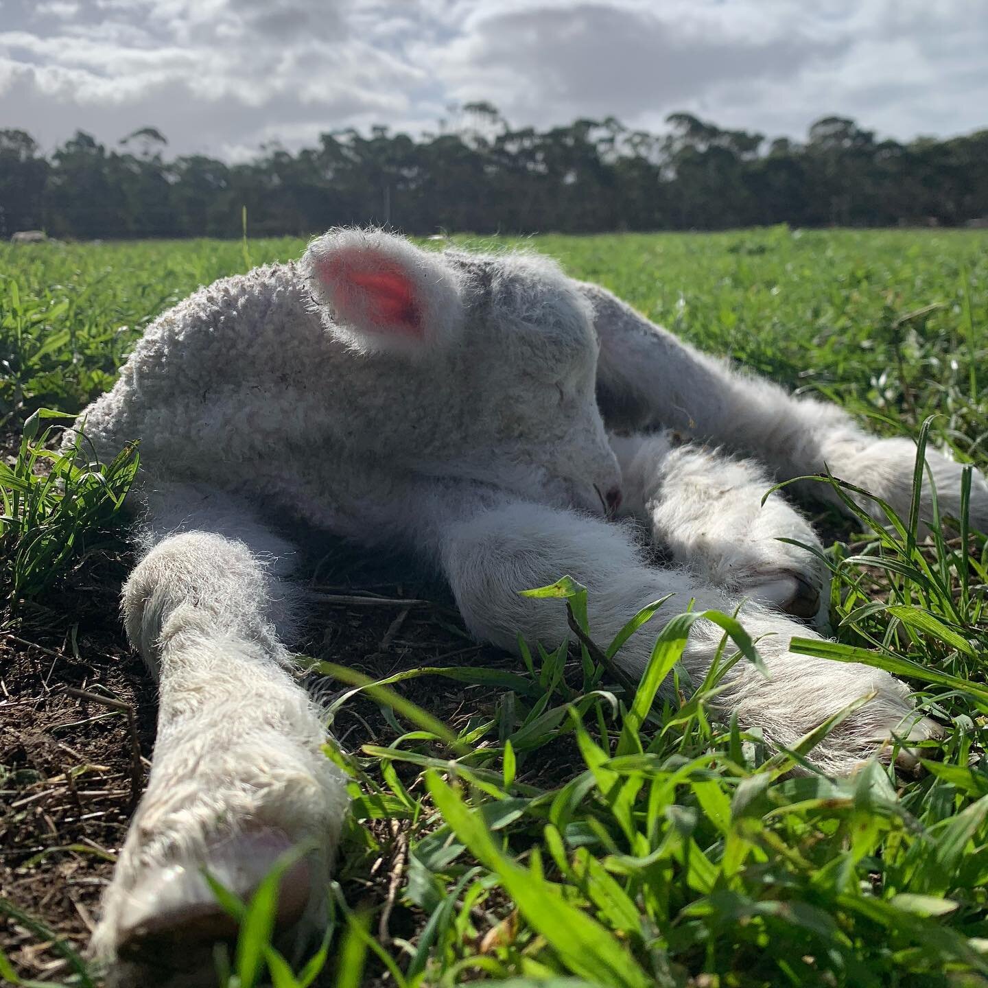 Little lamby long legs all tuckered out after a big day. It&rsquo;s seriously hard work being this cute! 

Mums and bubs are all doing well and we have a couple more ewes that look like they are almost ready to pop and day now!

Book your stay and co