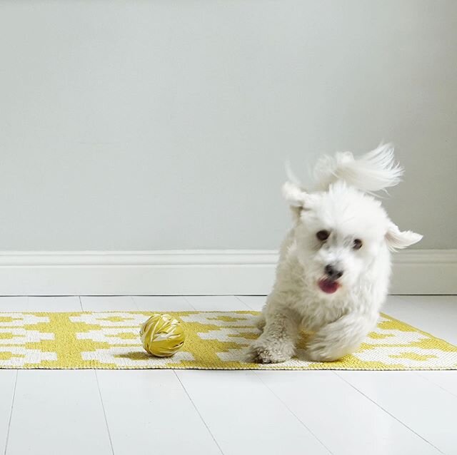 Brita Sweden&rsquo;s in/outdoor rugs are free from any harmful substances such as Phthalates making them ideal for areas used by little paws or little hands. Read more in our Sustainability Blog through the link in our  bio. @britasweden ☀️💛🌼#rug #