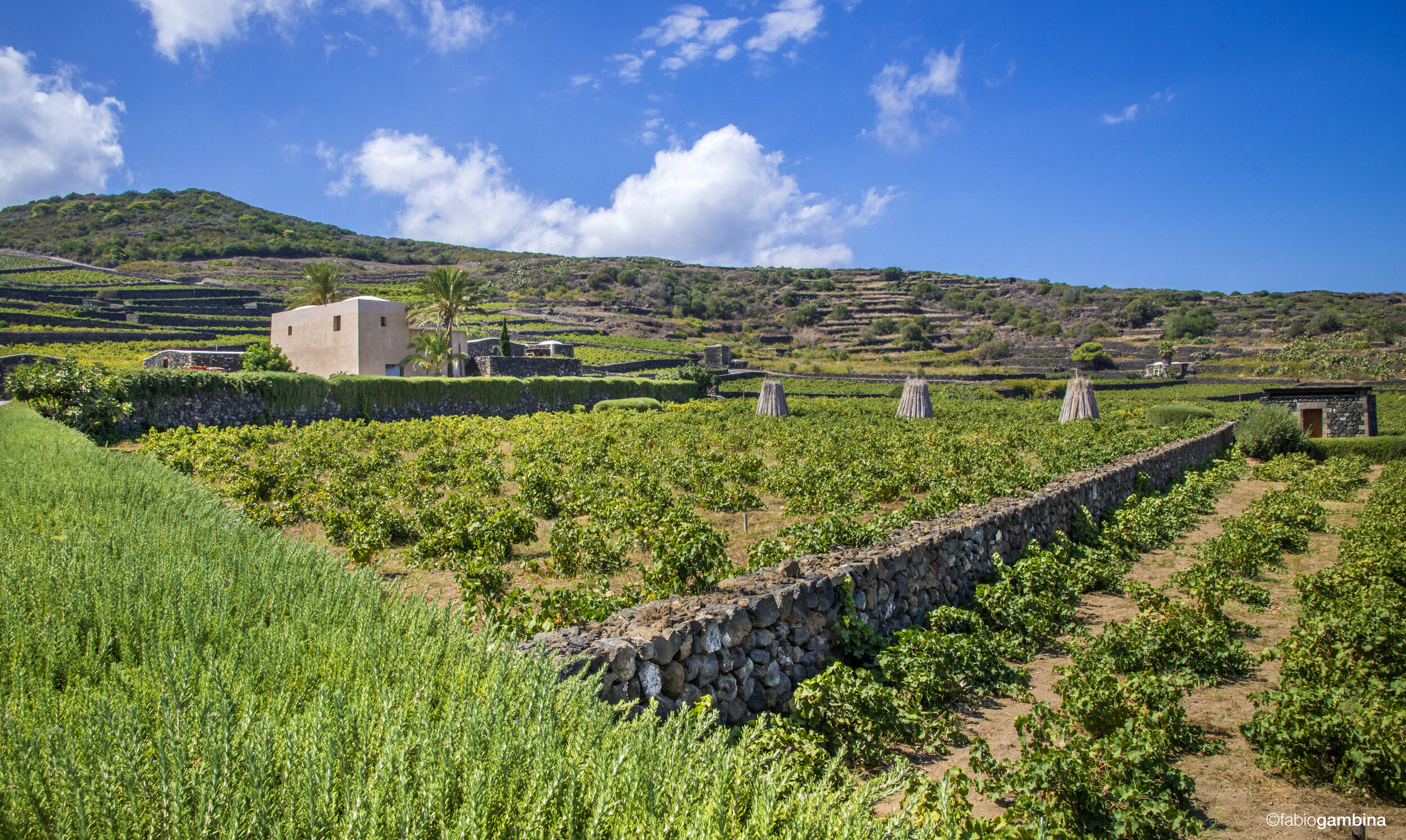 Winery_pantelleria_donnafugata_ph _gambina.jpg