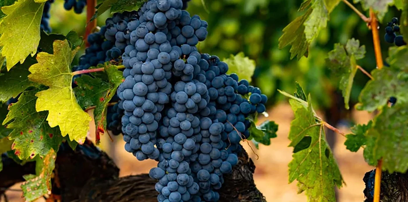 Jan 13th - “Expressions of Tempranillo” Wine Tasting