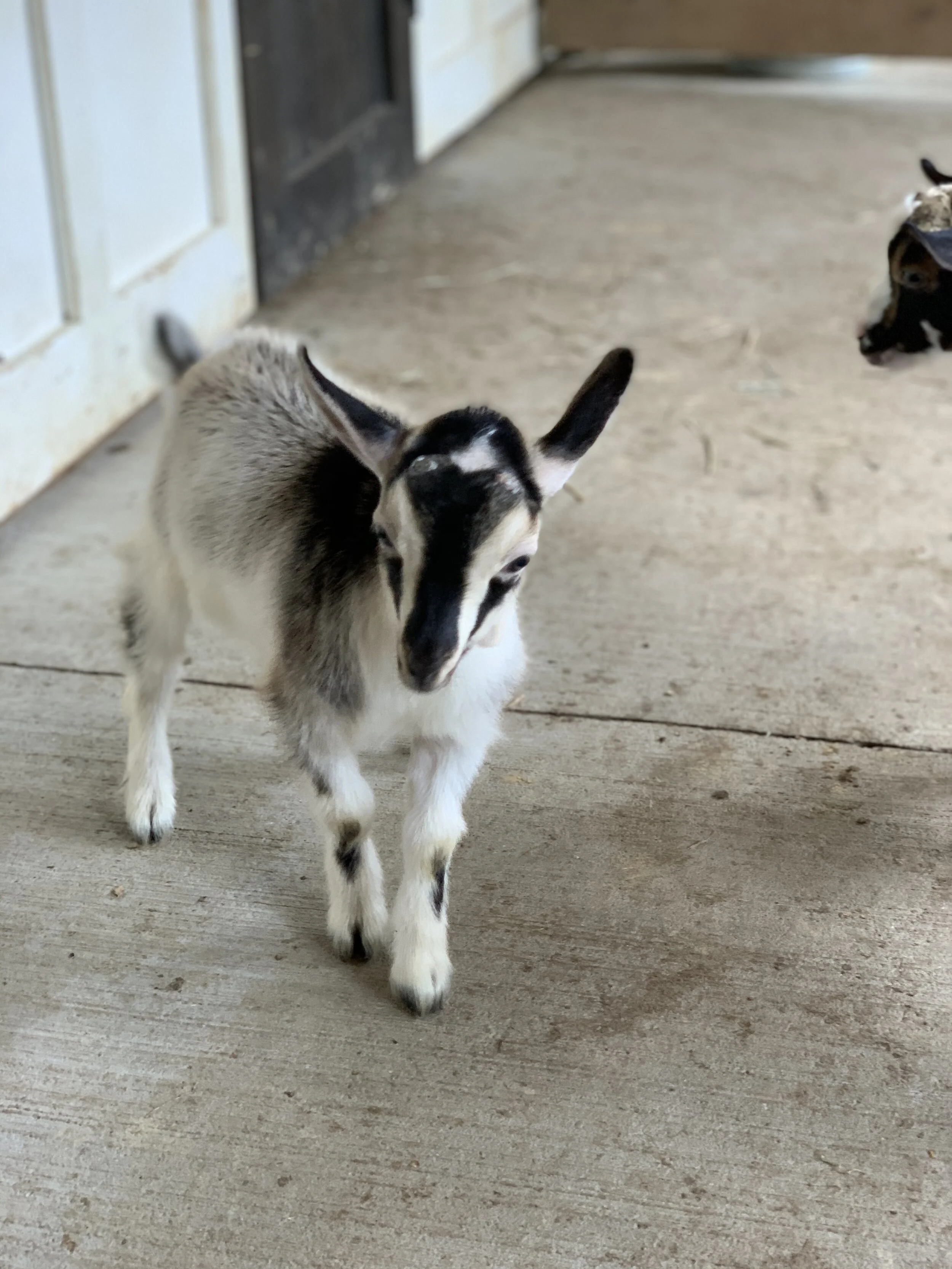 Nigerian Dwarf Goats Deposit