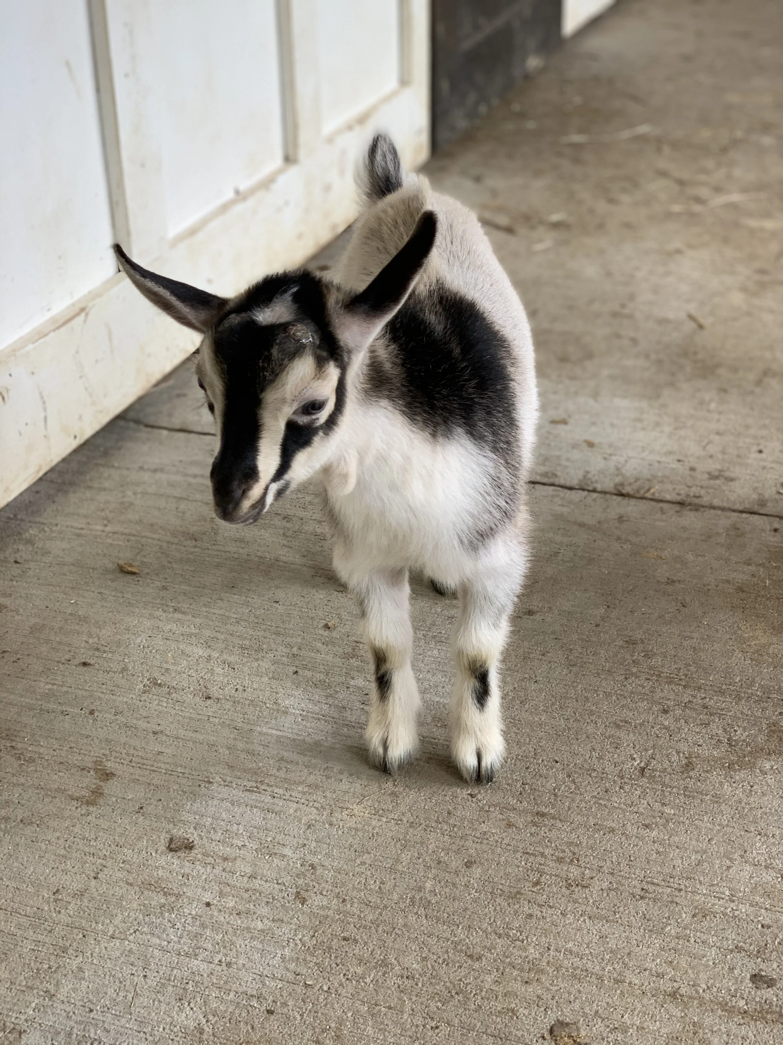 Nigerian Dwarf Goat