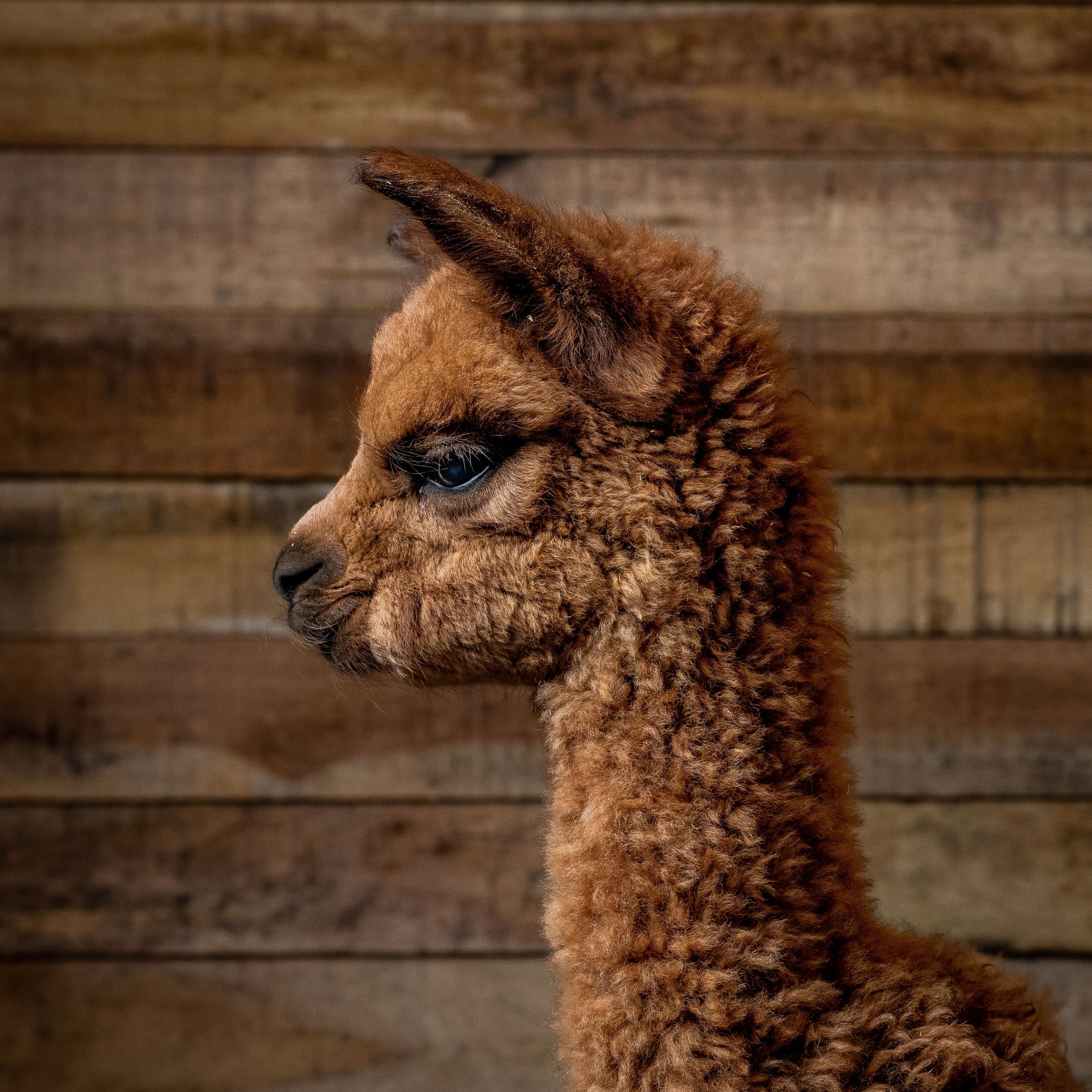 Alpaca 0085.jpeg