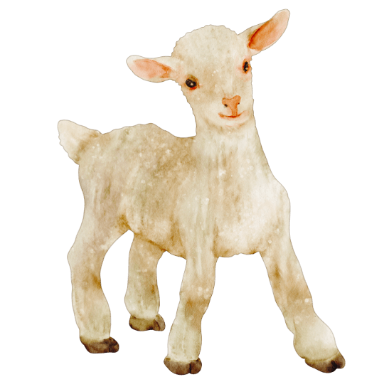 lamb.png