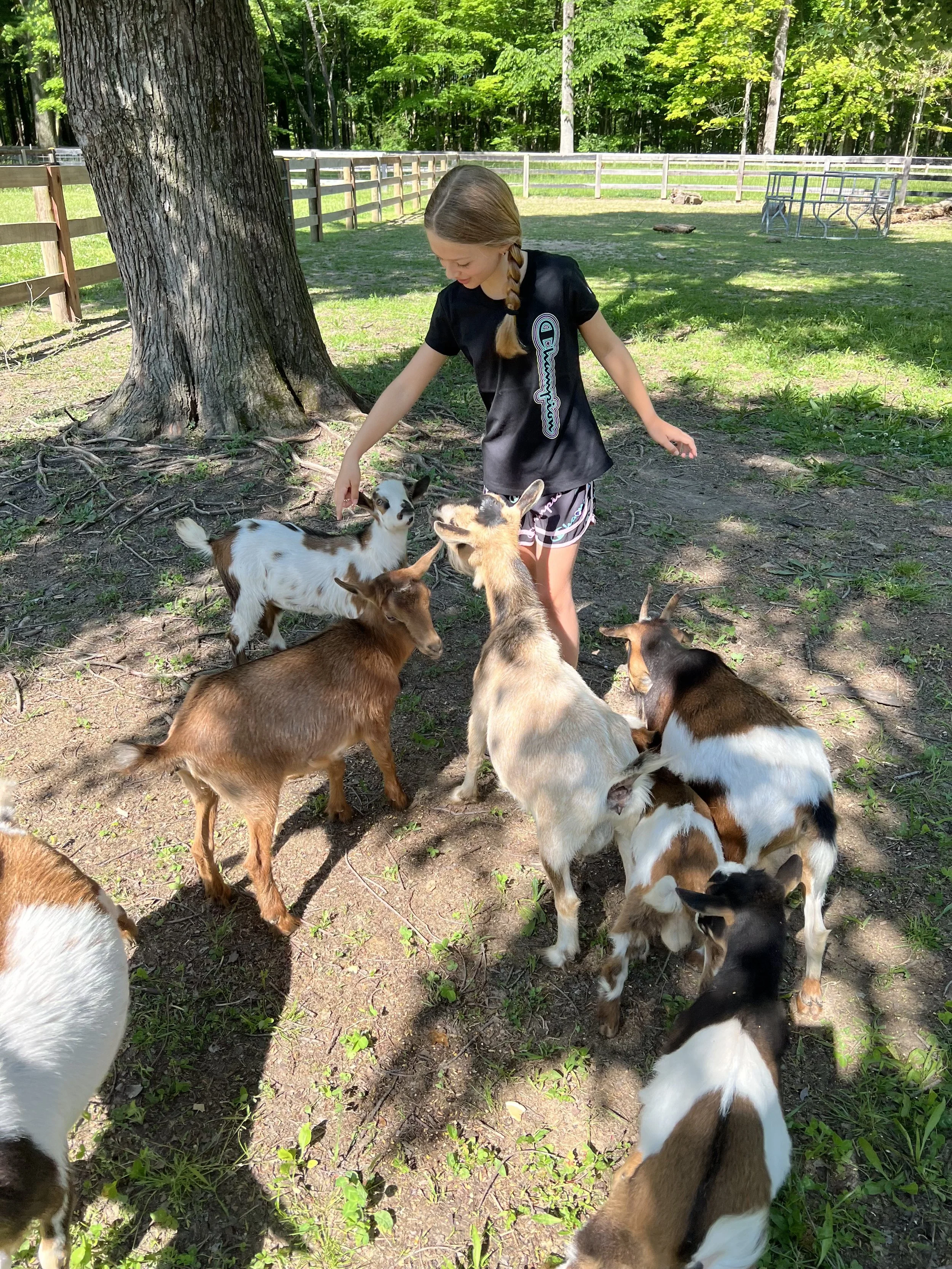 Barnyard Science and Animal Camp  