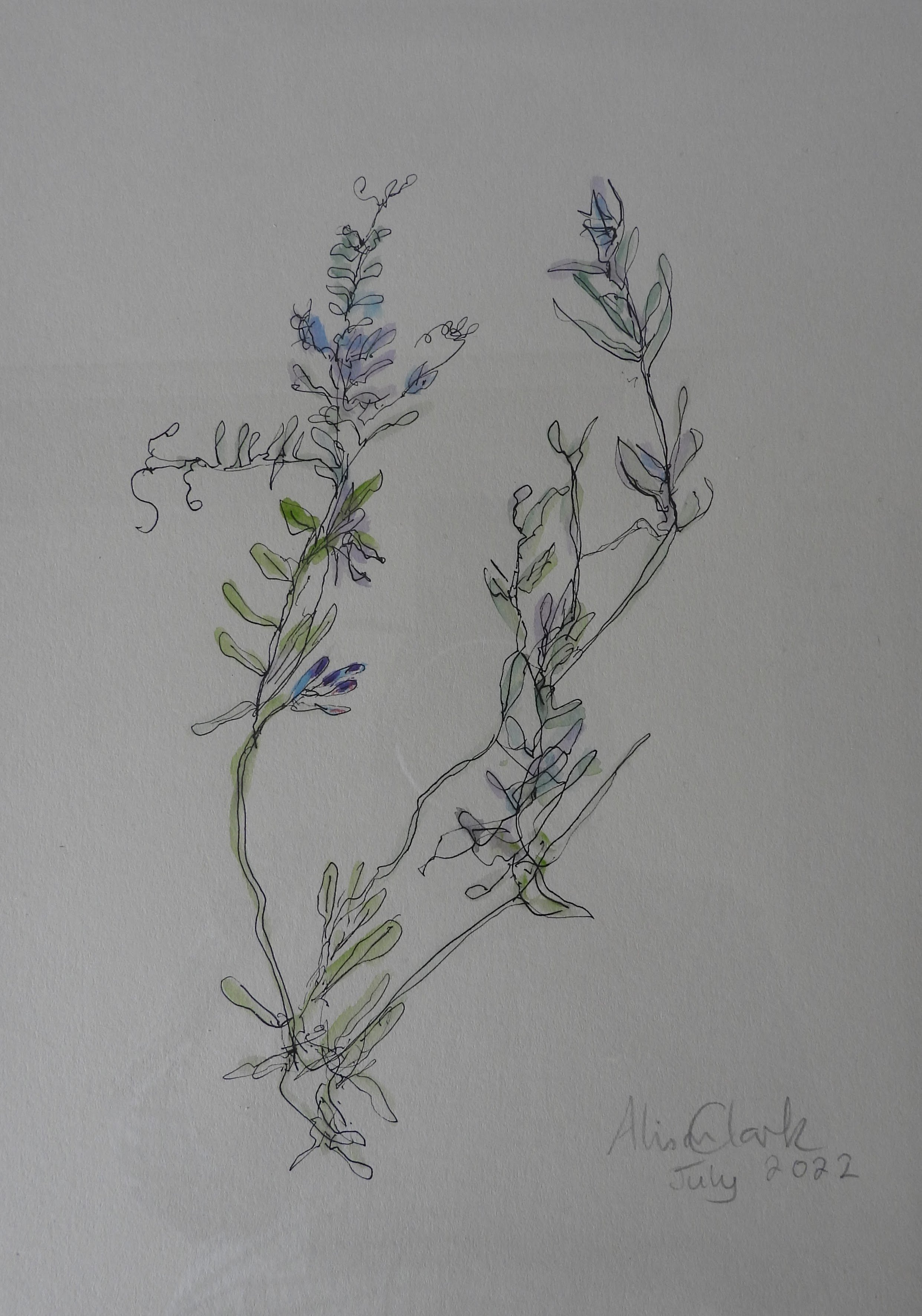 Tufted vetch, Westray (2022). 30 x 38 cm SOLD