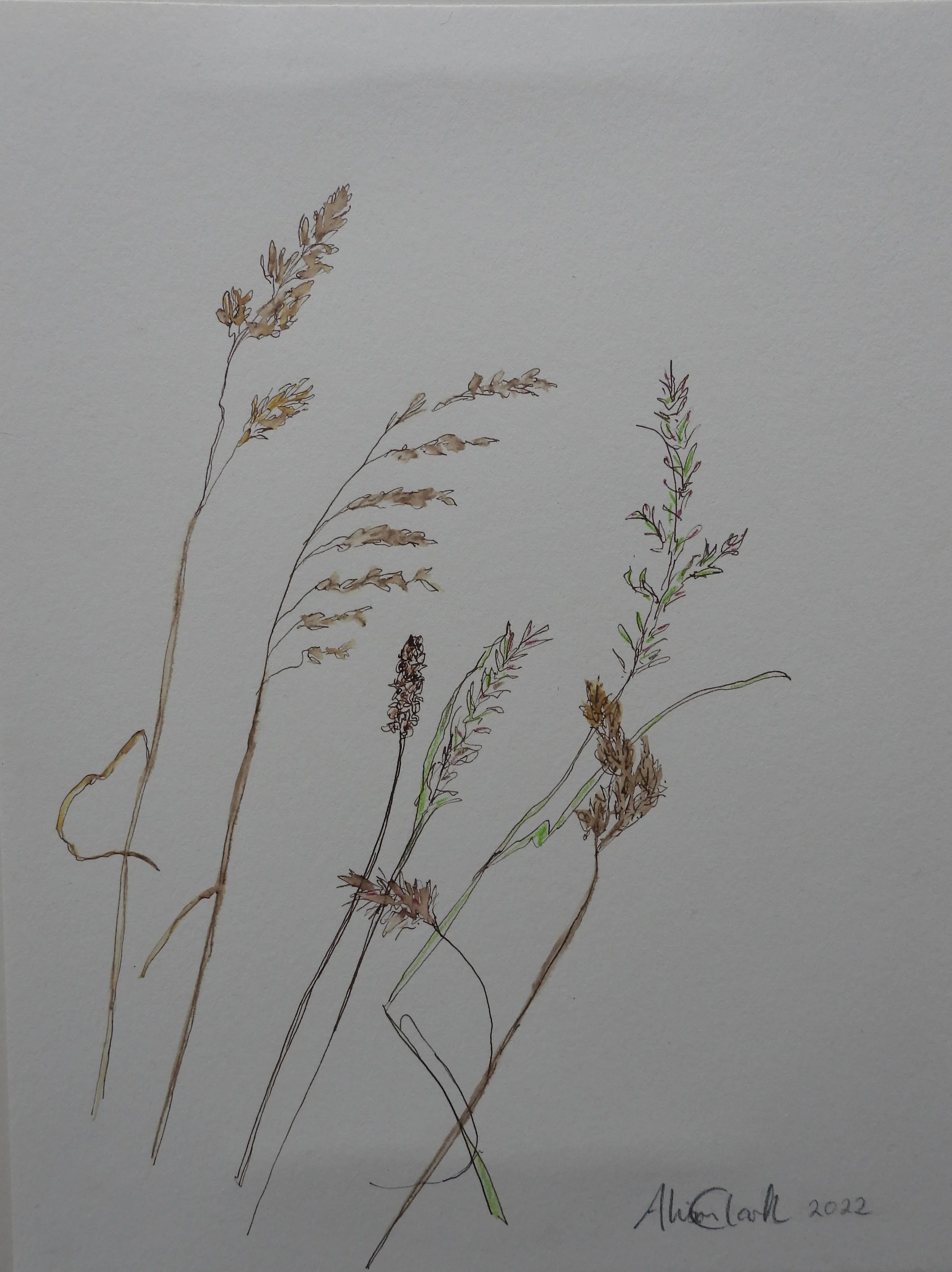 Summer grasses, Westray SOLD 