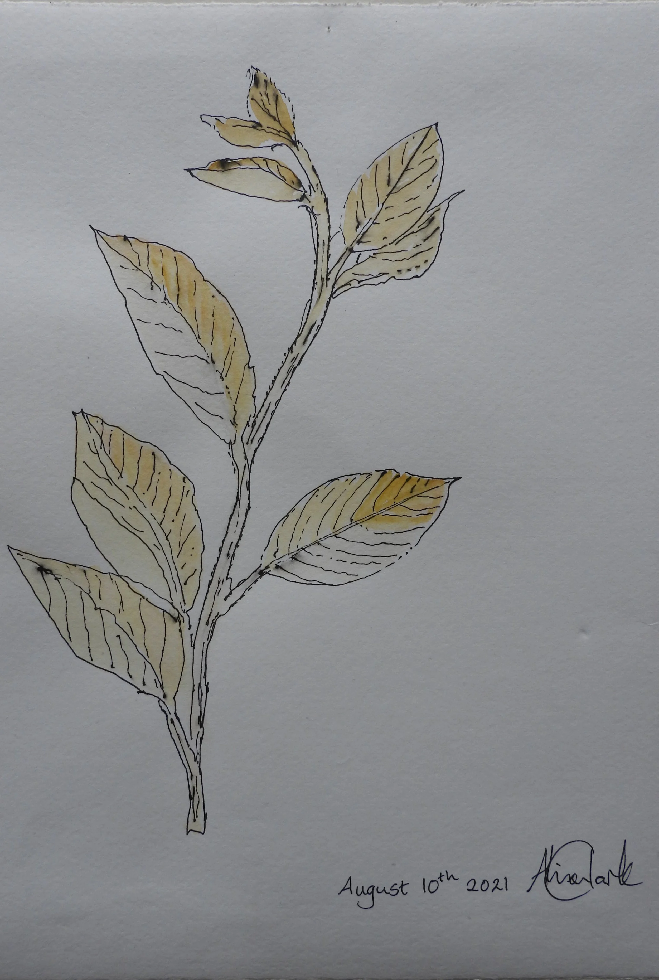 Long-awaited willow, Westray (2021). 30 x 38cm   £95