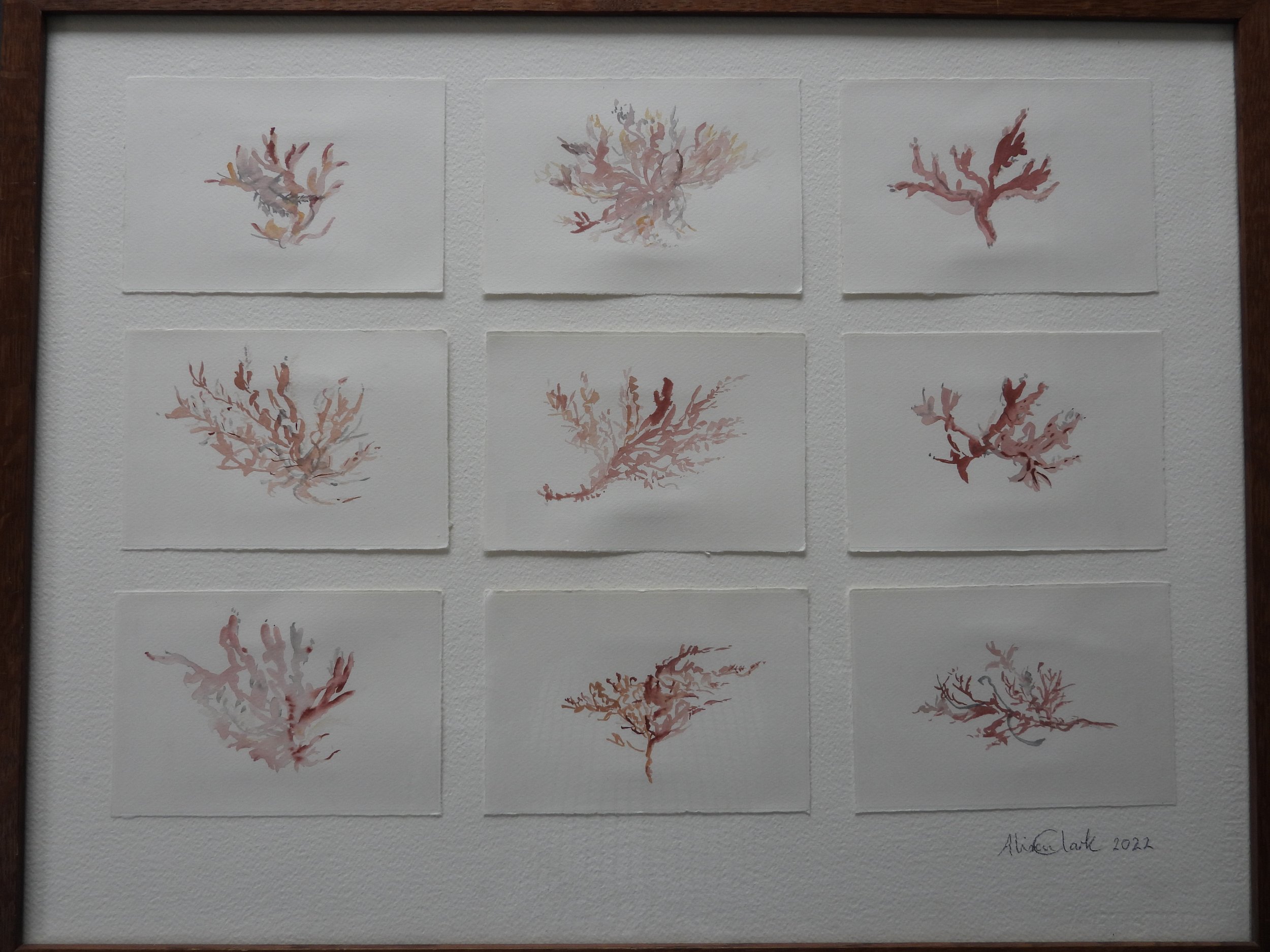 Red Algae I  (2022)	Series of 9 watercolour drawings on fabriano paper in repurposed frame. 68 x 53 cm. £350