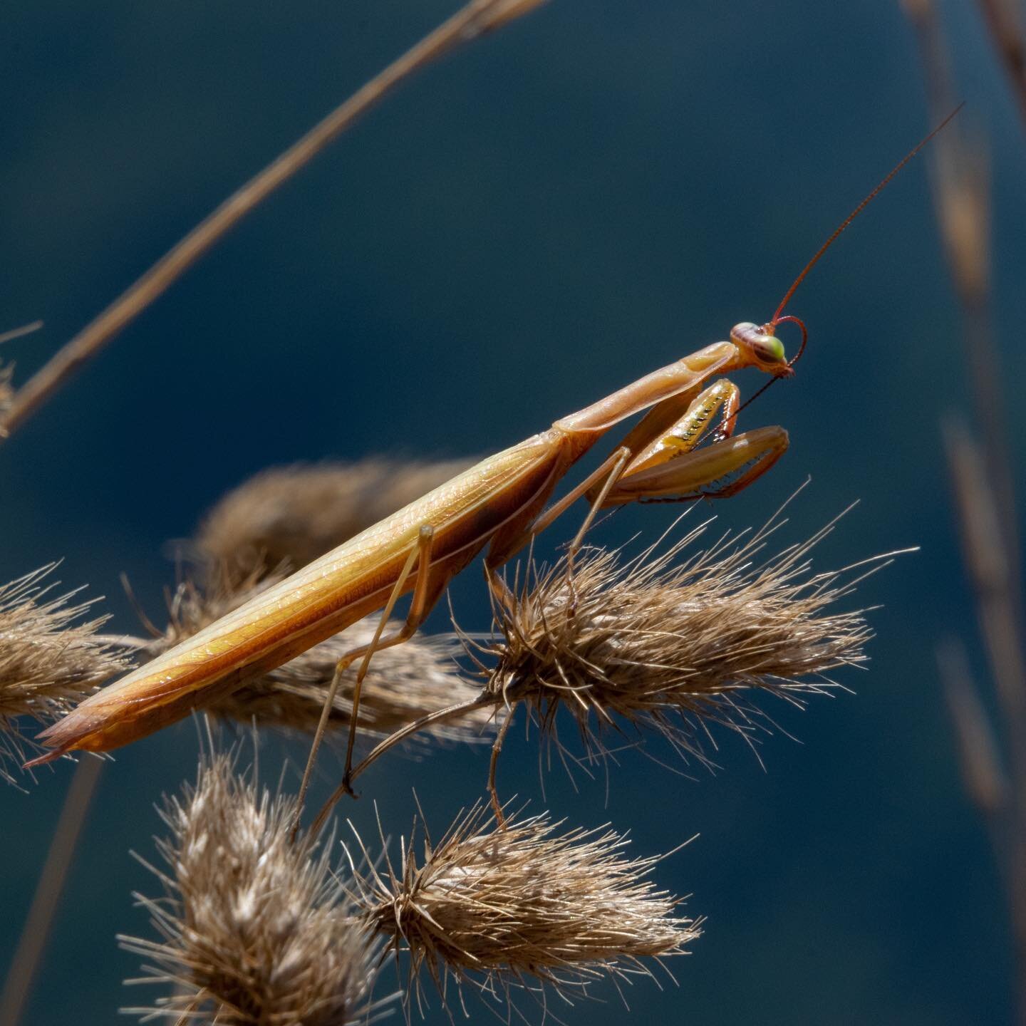 Praying mantis in the Columbia River Gorge. 

[Washington, 8 Oct 2022, Dog Mountain 2/3]