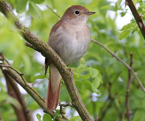 Lyre of Gold: Songs and Readings About Birds
