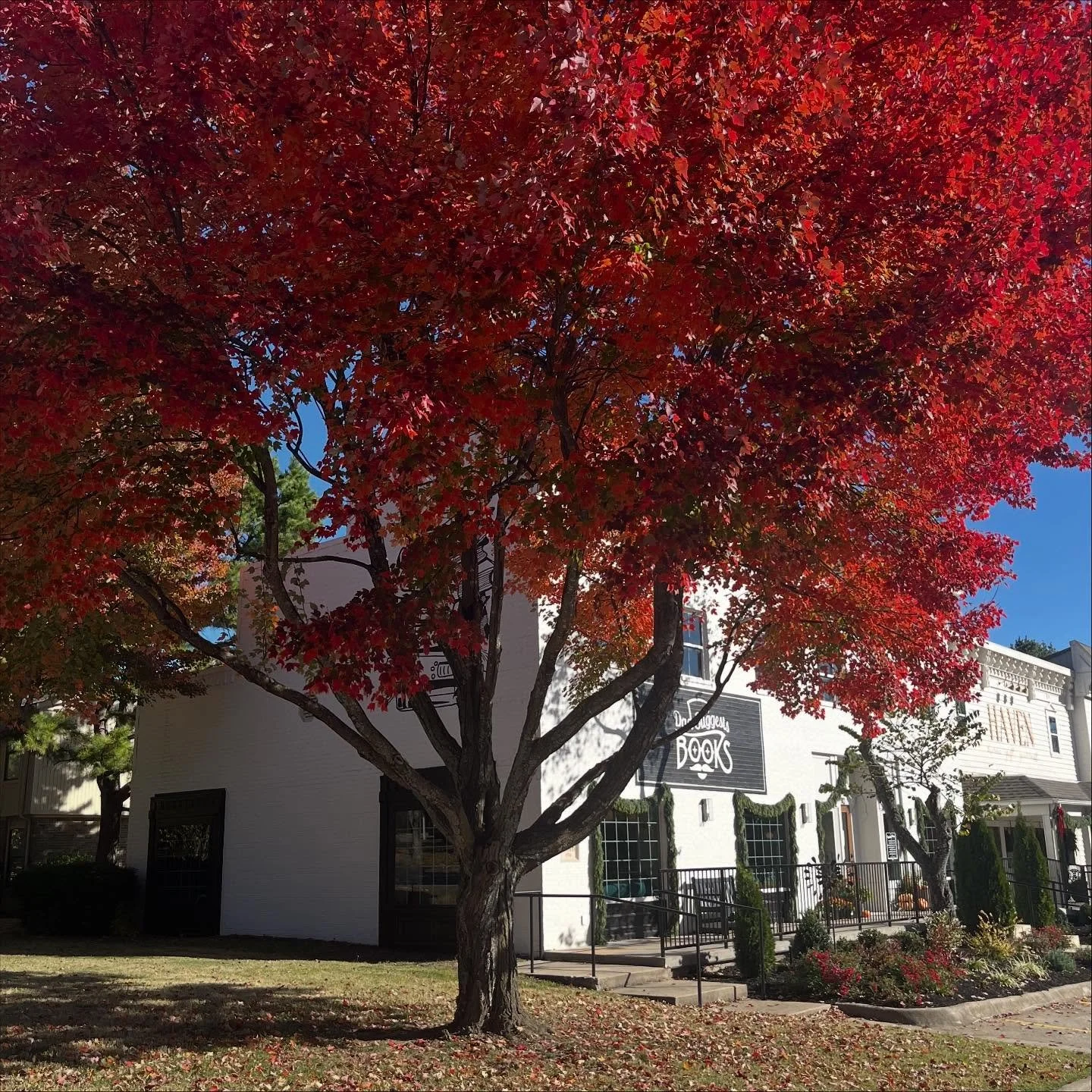 Prettier in the tree or on the ground? Thoughts? 🍂🍁🤔