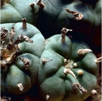Mescaline