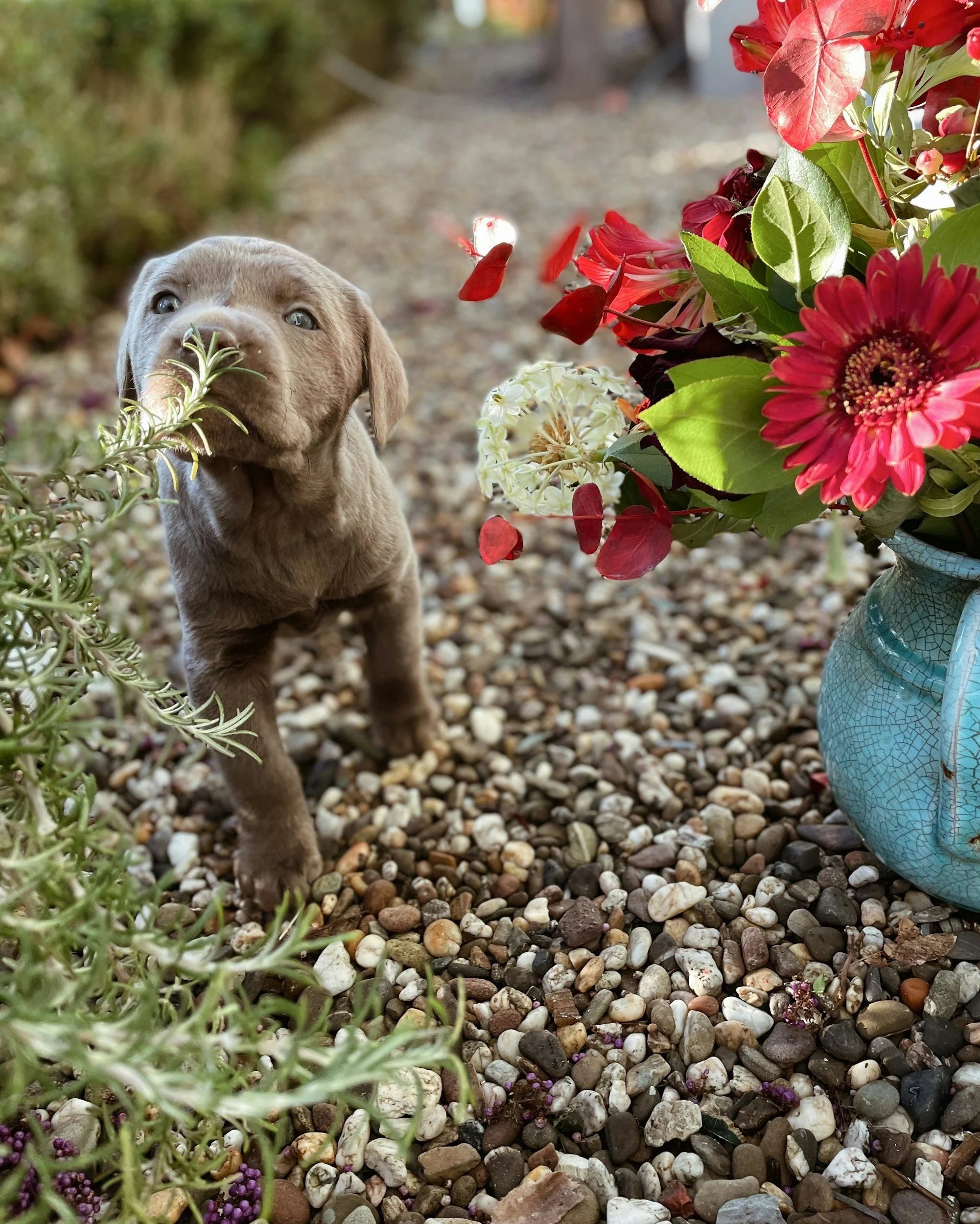Puppy social classes aren't enough— Why you should be exploring outdoors with your puppy