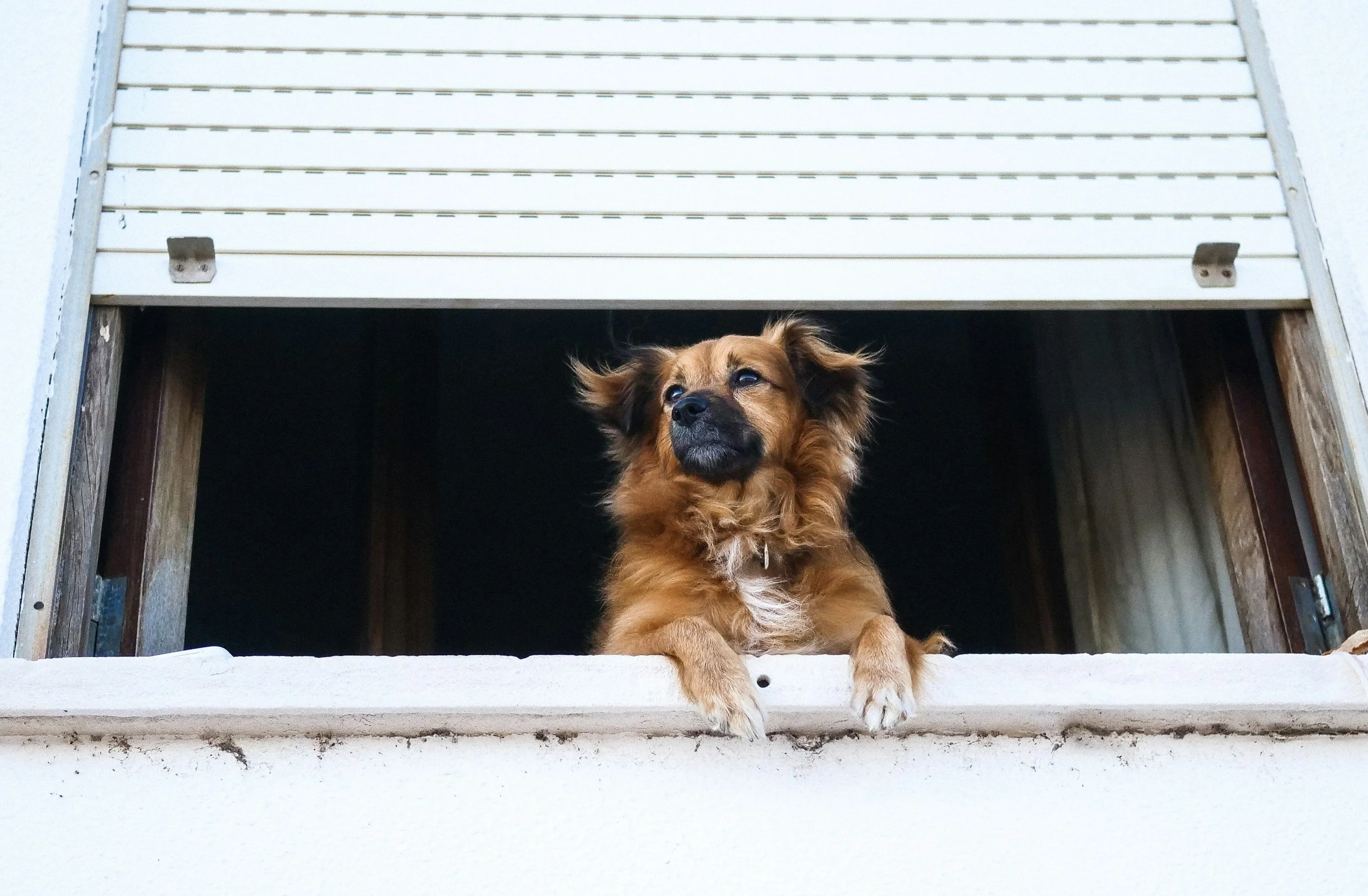 Noble Woof featured in Rover.com article: 11 Signs Your Dog Missed You While You’re Gone