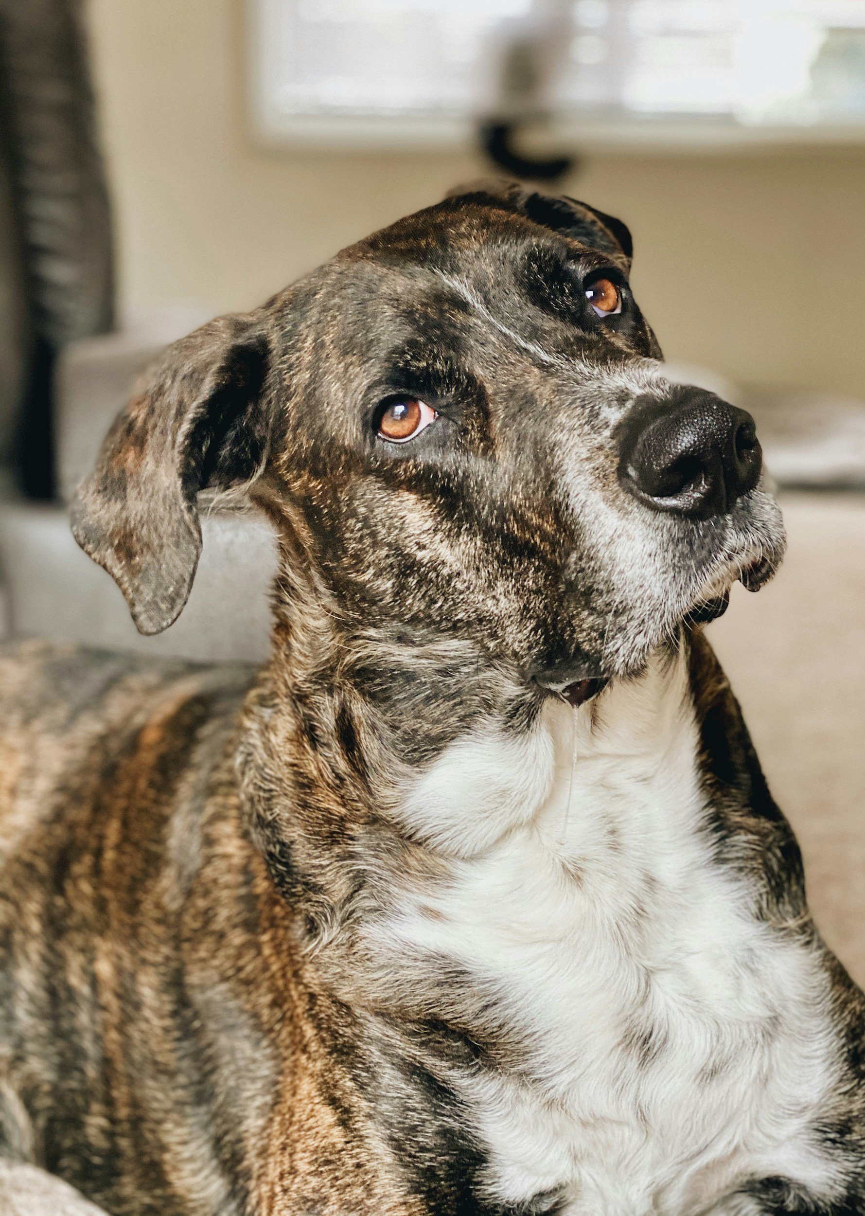 The shadowy truth lurking behind claims of "positive reinforcement" training