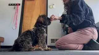 Brie and puppy still.webp