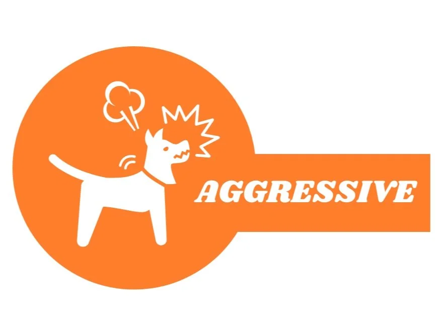 Dog Behavior Modification Training Portland Oregon Aggression