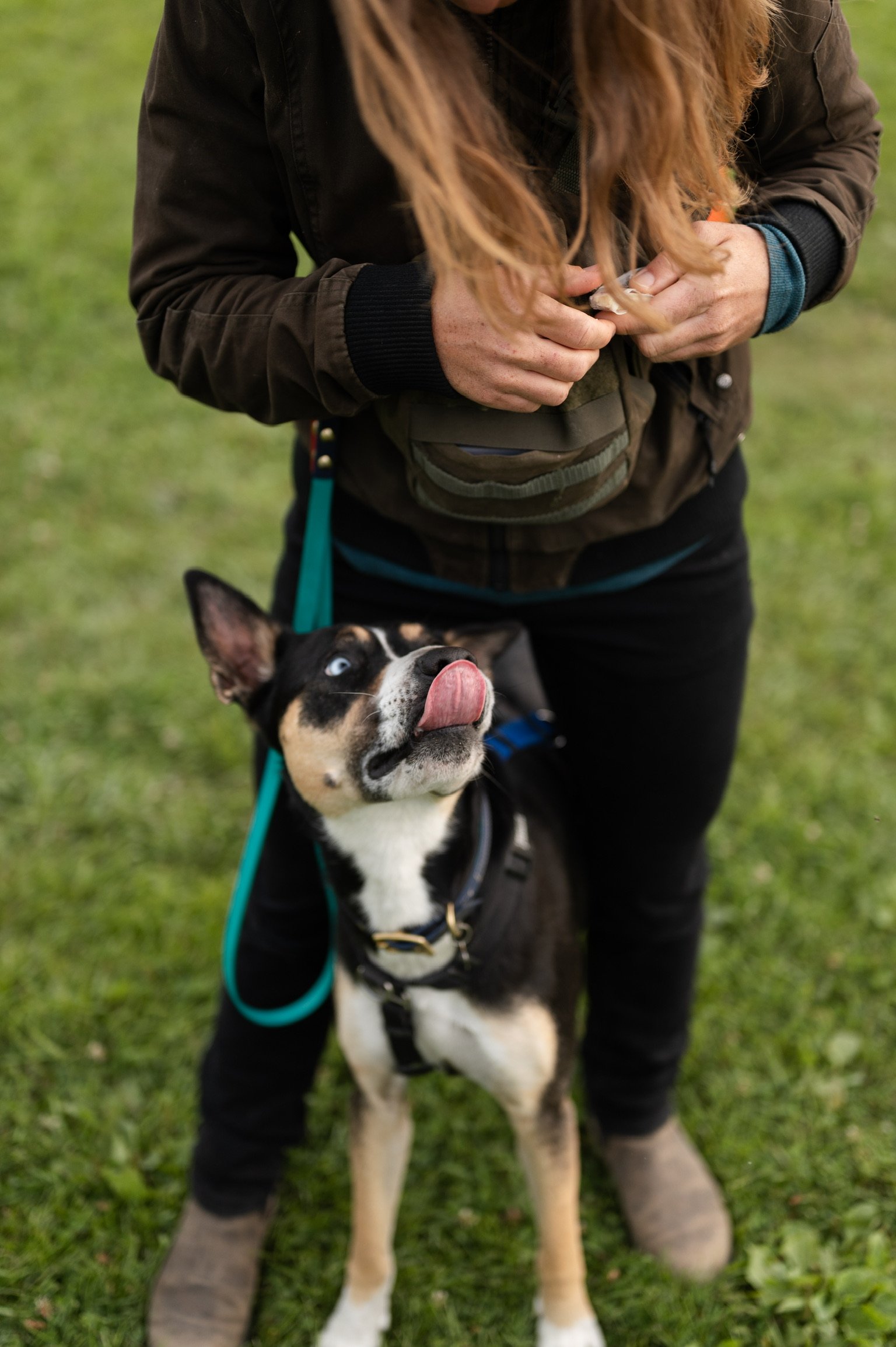 Studies exploring the efficacy of aversive tools in dog training